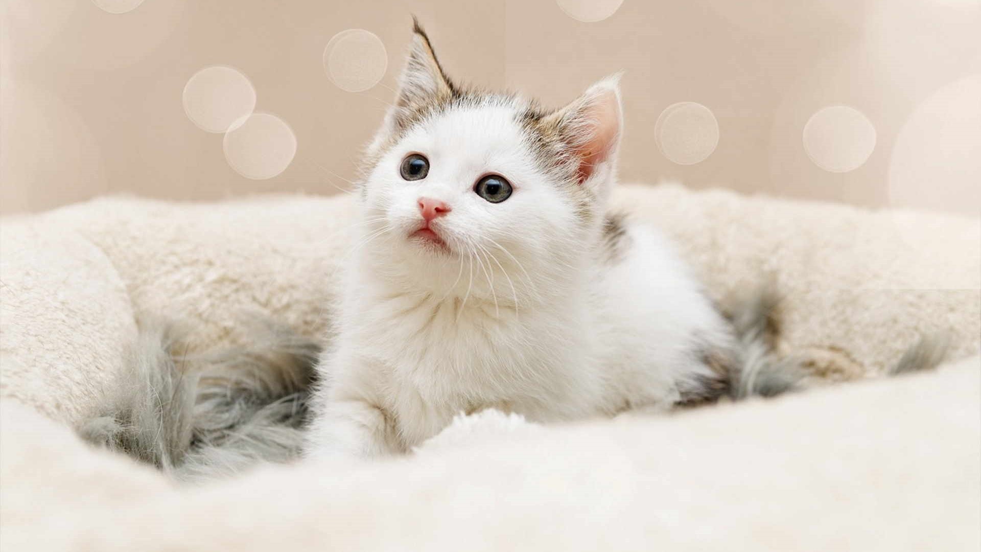 Un cucciolo così non ha bisogno di presentazioni...