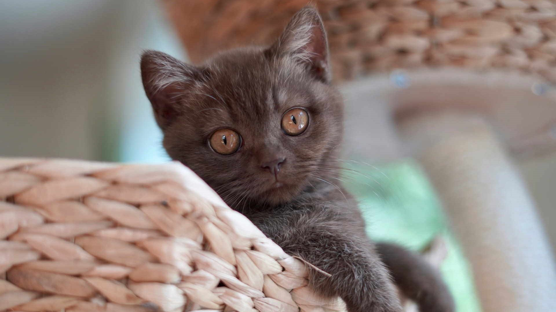 Questo ha un gran bisogno di grandi coccole...