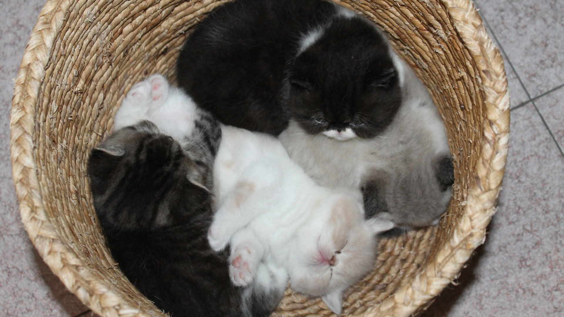 Coccolosi e... addormentati. Uno più bello dell'altro