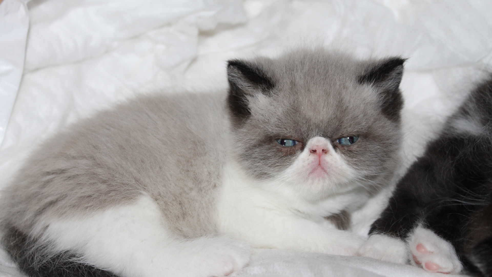 Colorazione stupenda, sguardo fiero