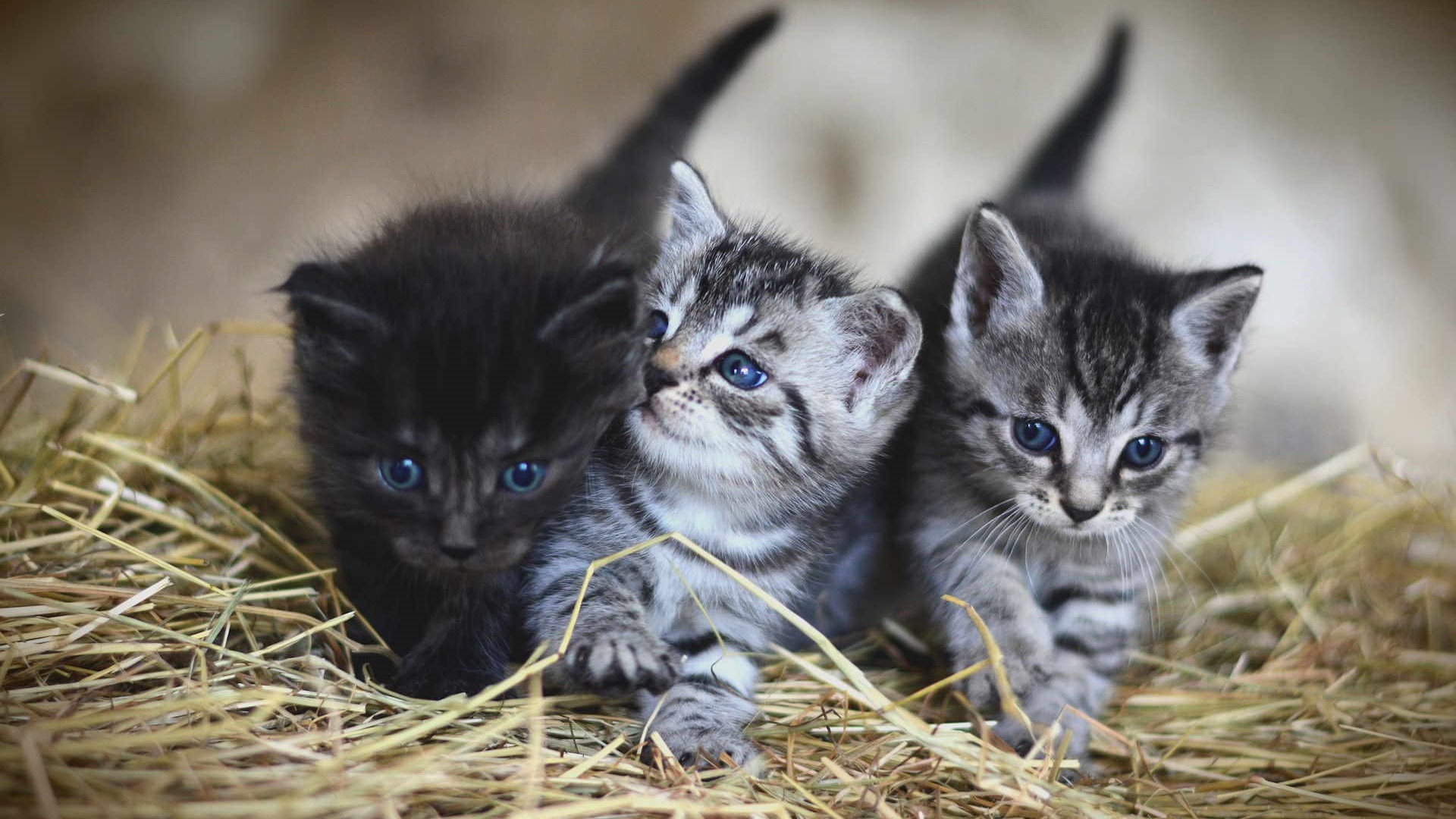 Tre meraviglie, si vede che stanno bene insieme