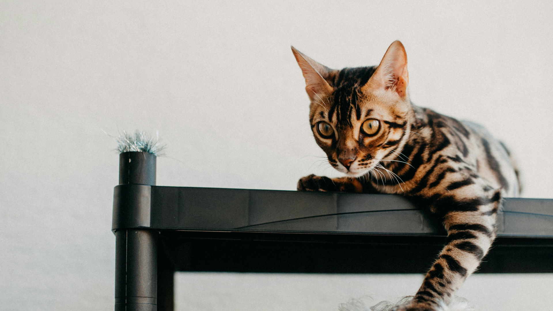 Essendo un felino, adora graffiare... anche il vostro divano preferito