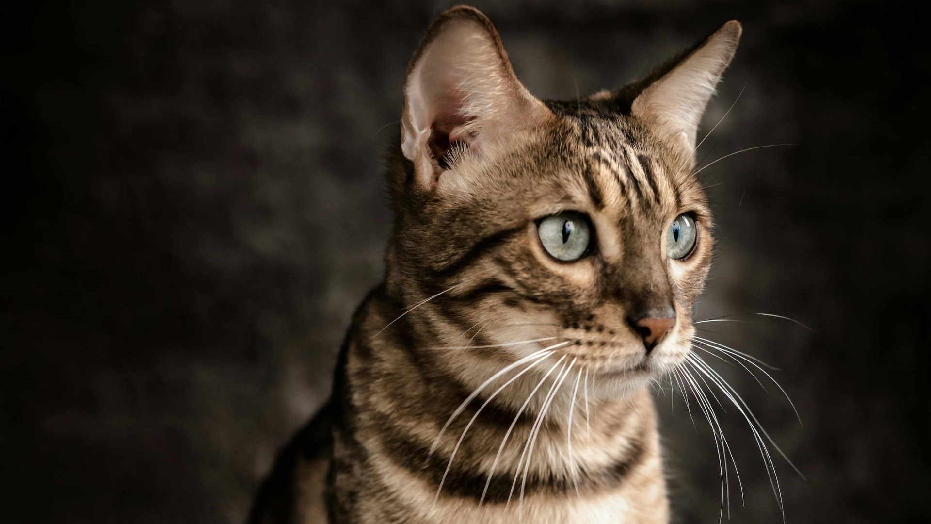 Se si sente solo, lo farà notare continuando a miagolare