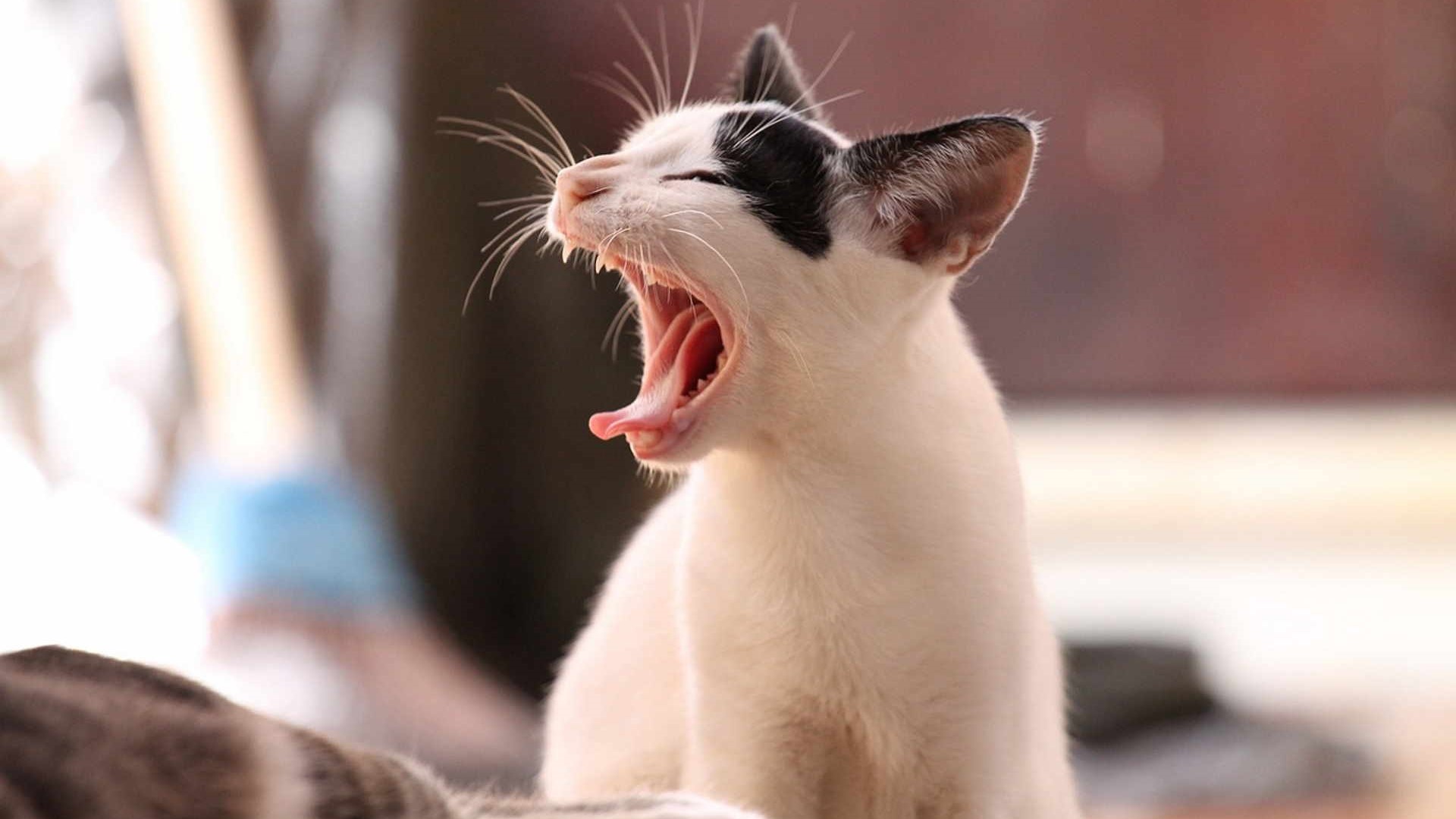 Se continua a miagolare è in cerca di qualcosa o attenzioni