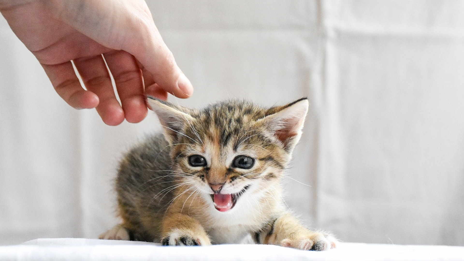 Il carattere va mostrato da subito, vero?