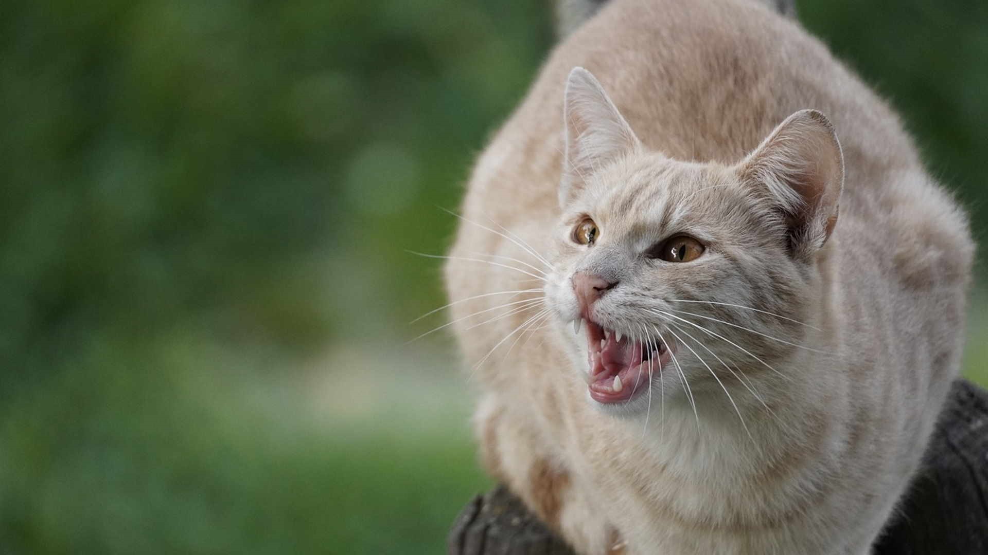 Un gatto arrabbiato emette un miagolio acuto e prolungato