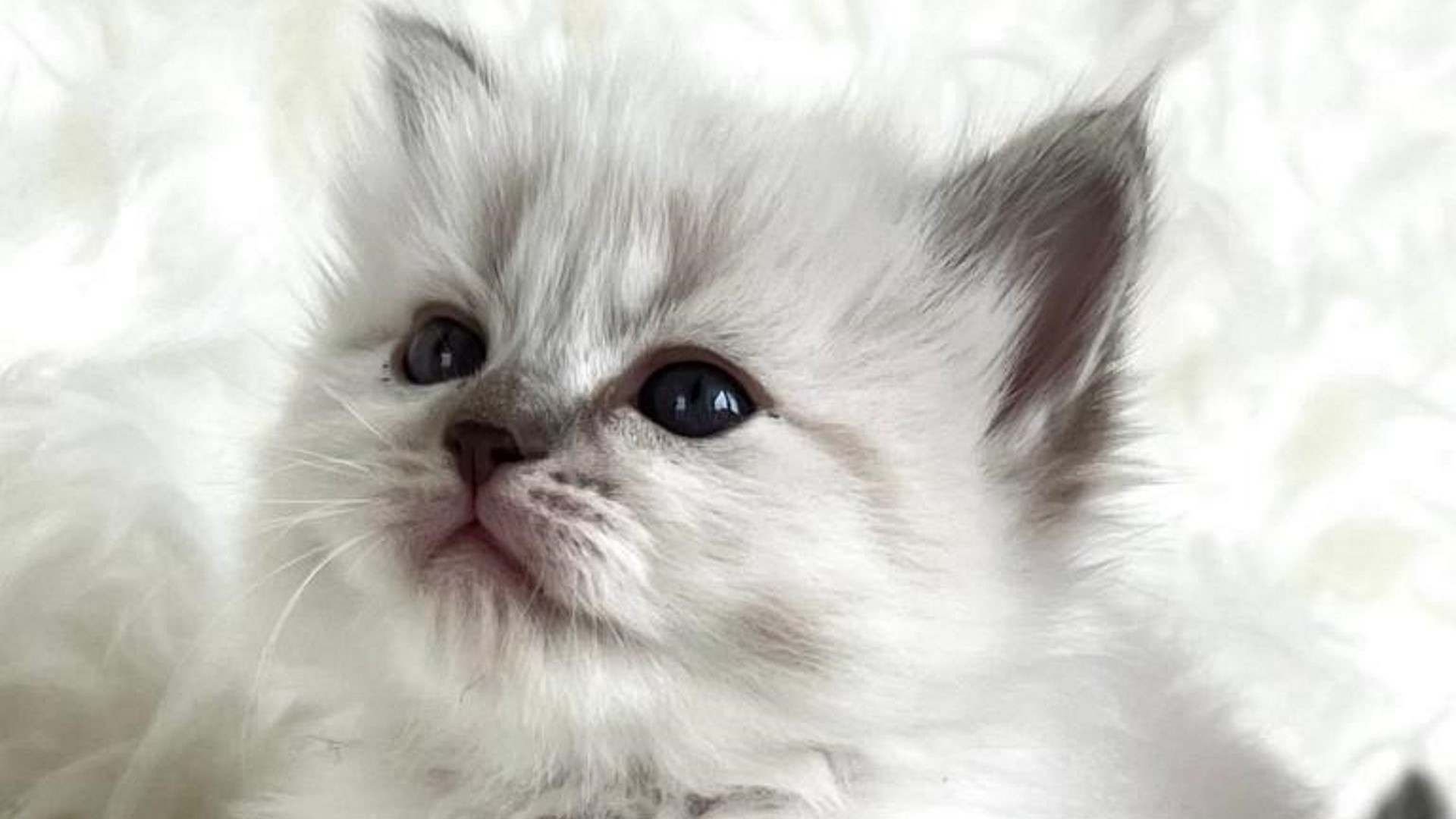 Un miagolio corto è spesso un modo per salutare