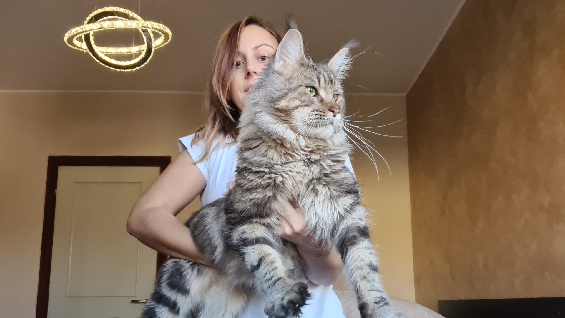 Il Maine Coon necessita di spazzolature frequenti