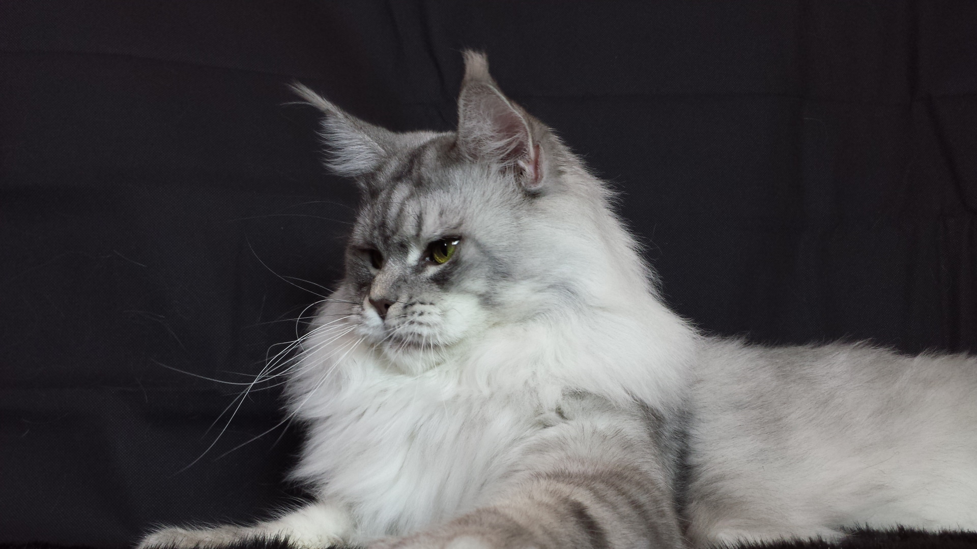 Ha un corpo molto resistente e un aspetto maestoso