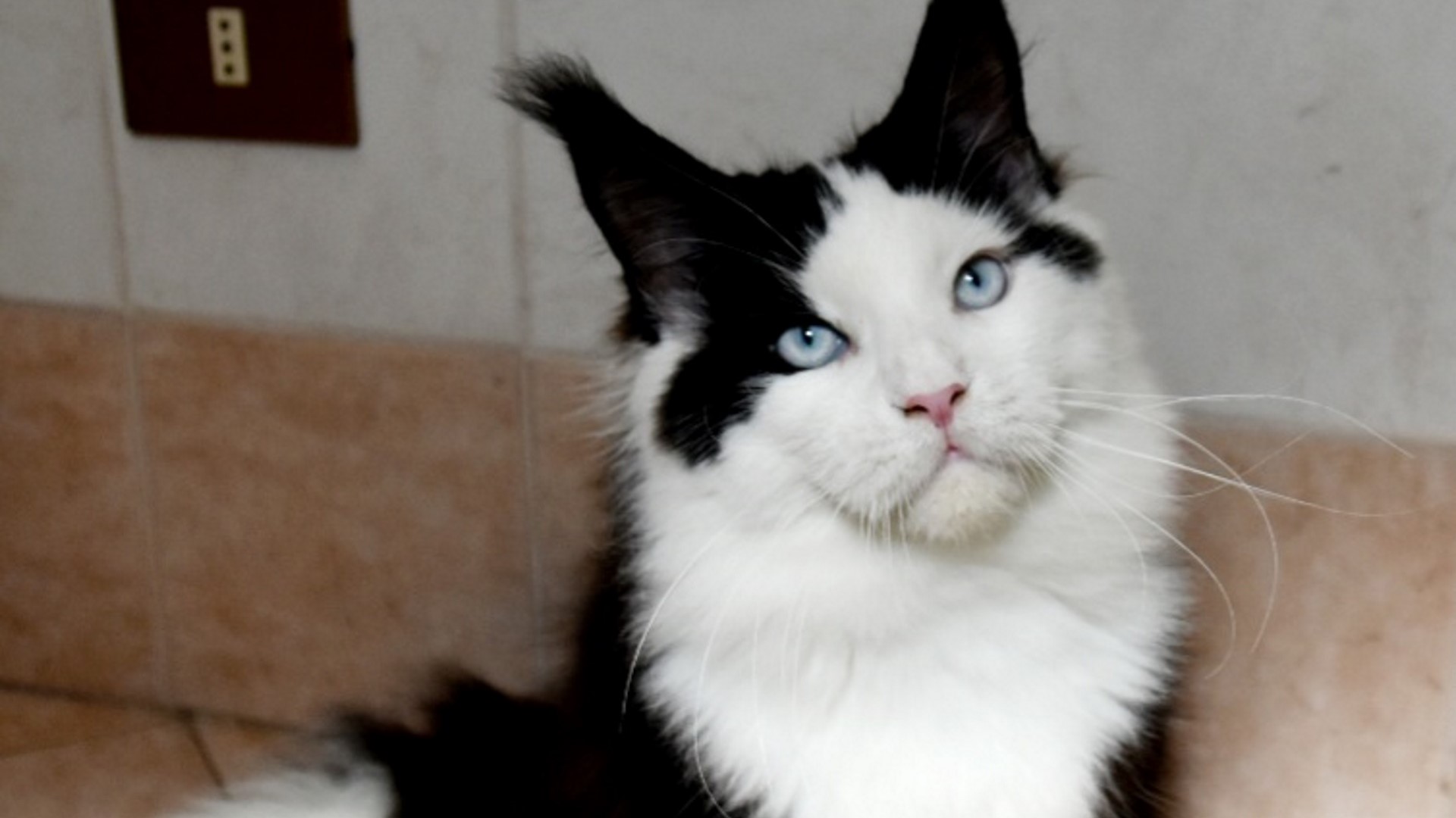 Adora giocare con i bimbi, non smette mai di farlo