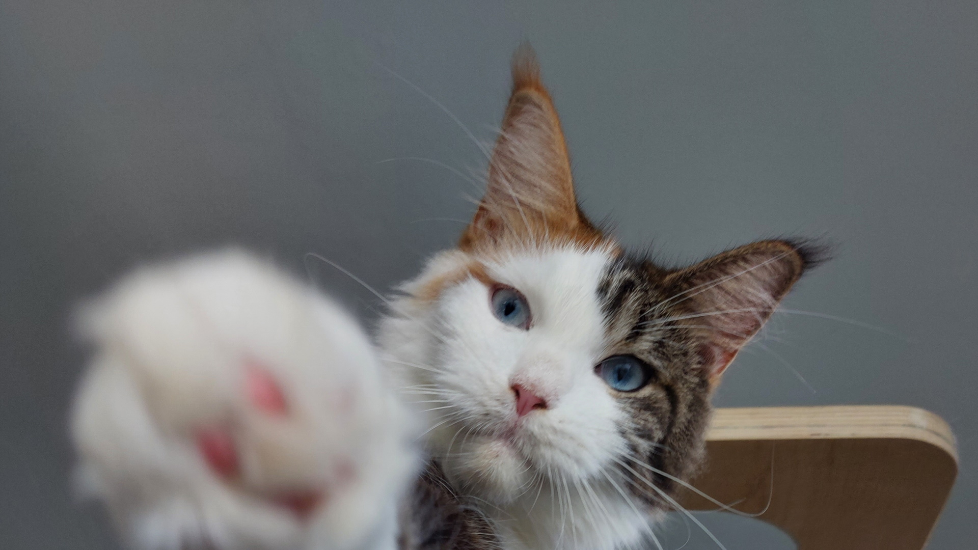 Il Maine Coon è una razza di gatto gigante