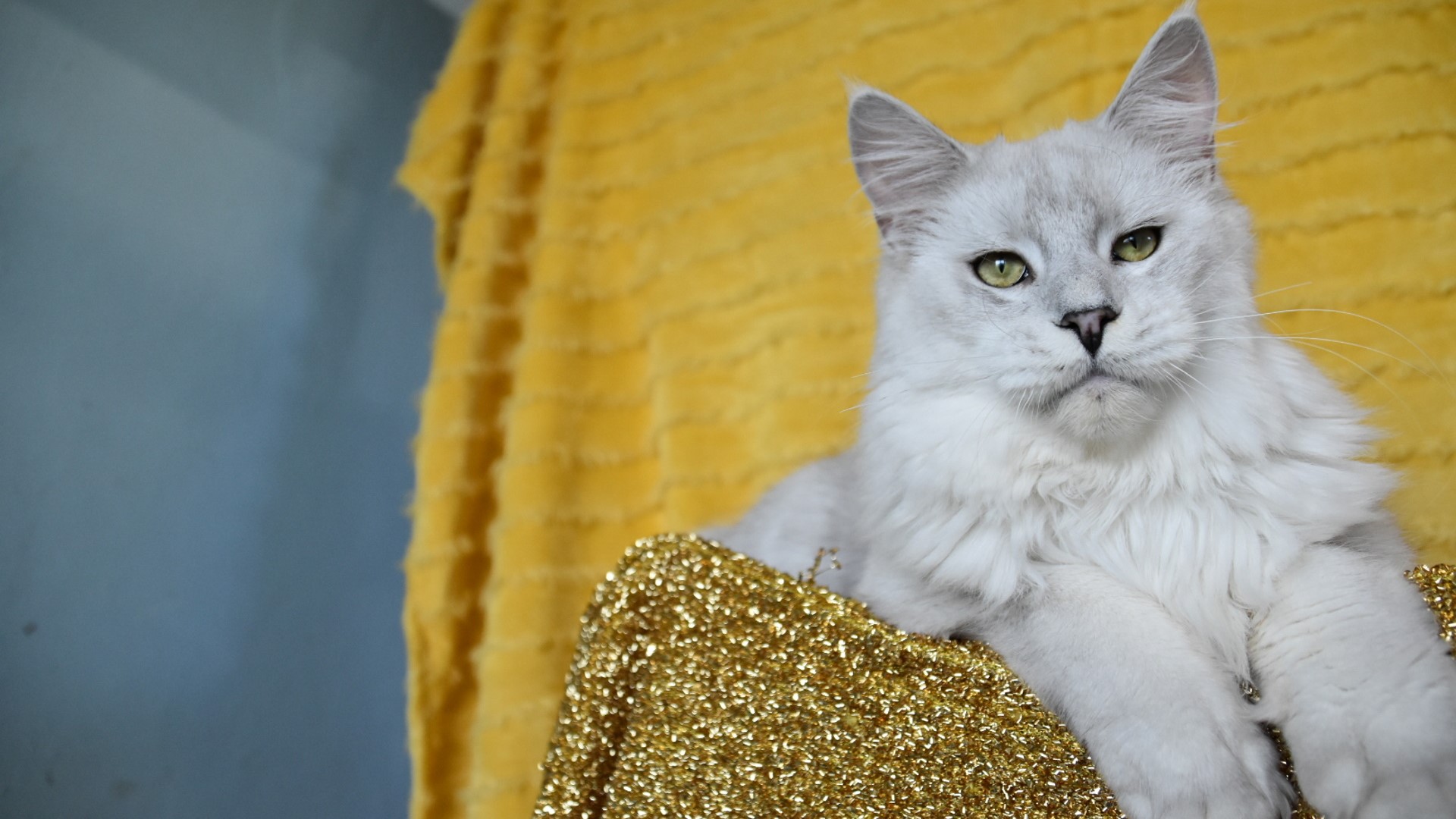 Con quello sguardo può chiedere quello che vuole...