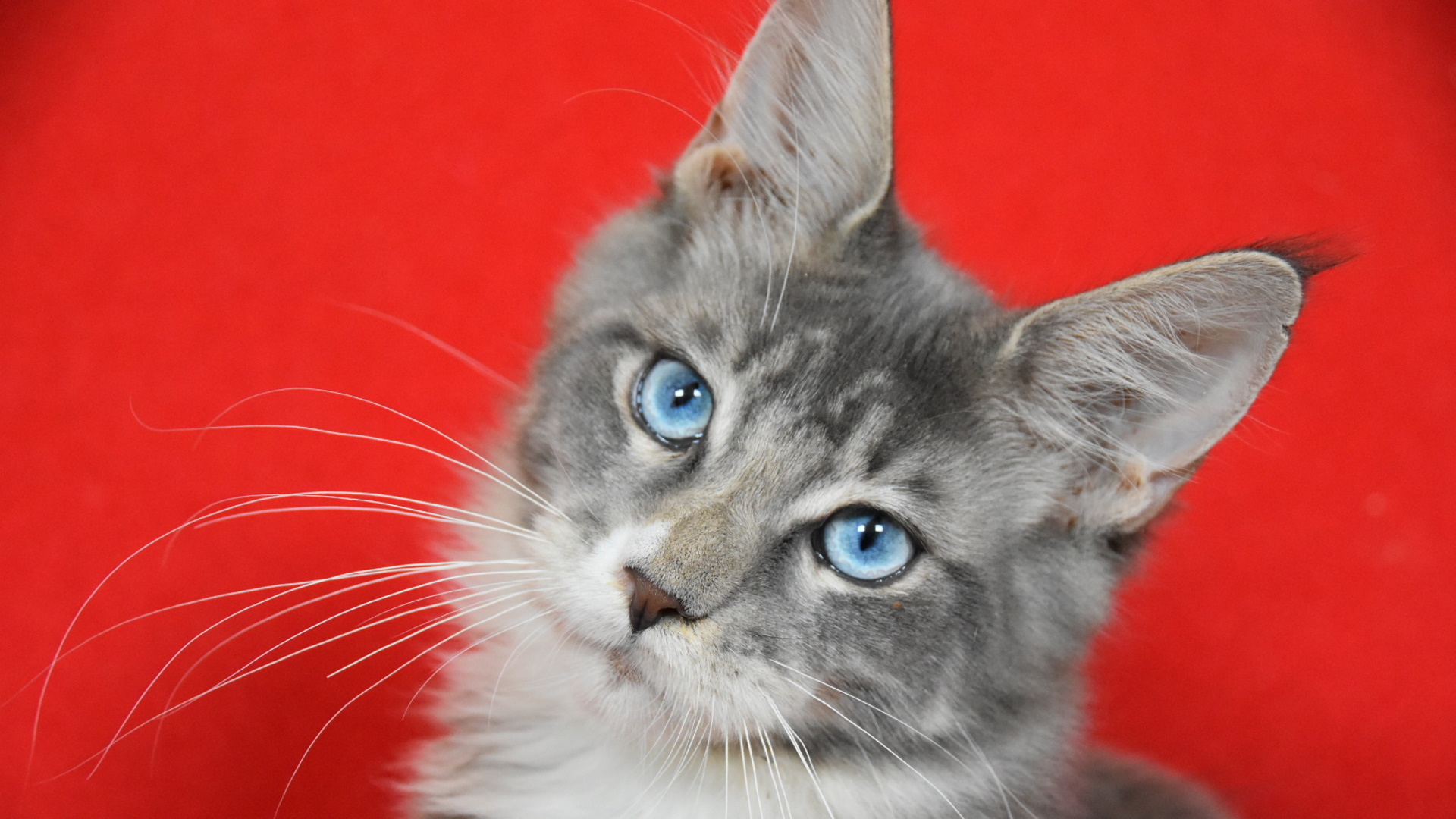 Maine Coon significa "procione del Maine". Infatti, proviene dal Maine, negli Stati Uniti