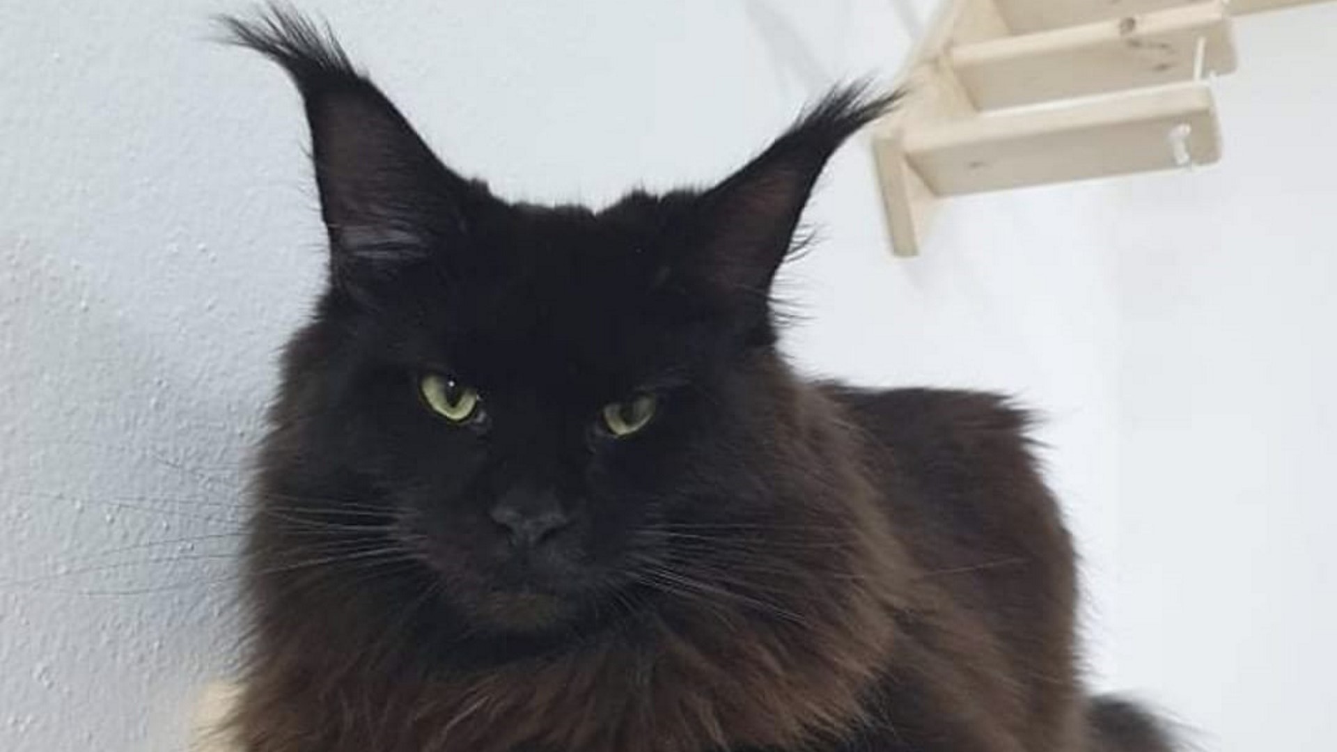 Ha un aspetto minaccioso ma viene chiamato il "gigante buono"