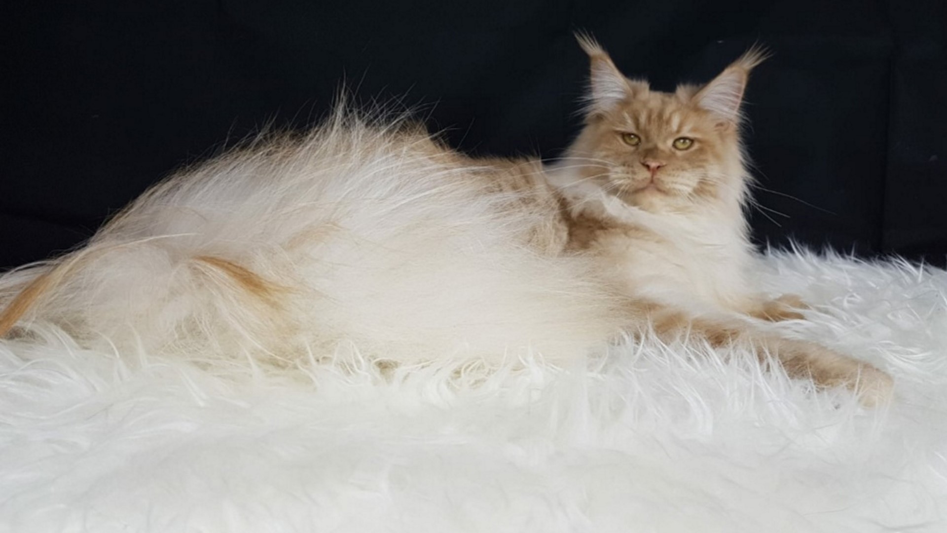 Può arrivare a superare abbondantemente il metro di lunghezza