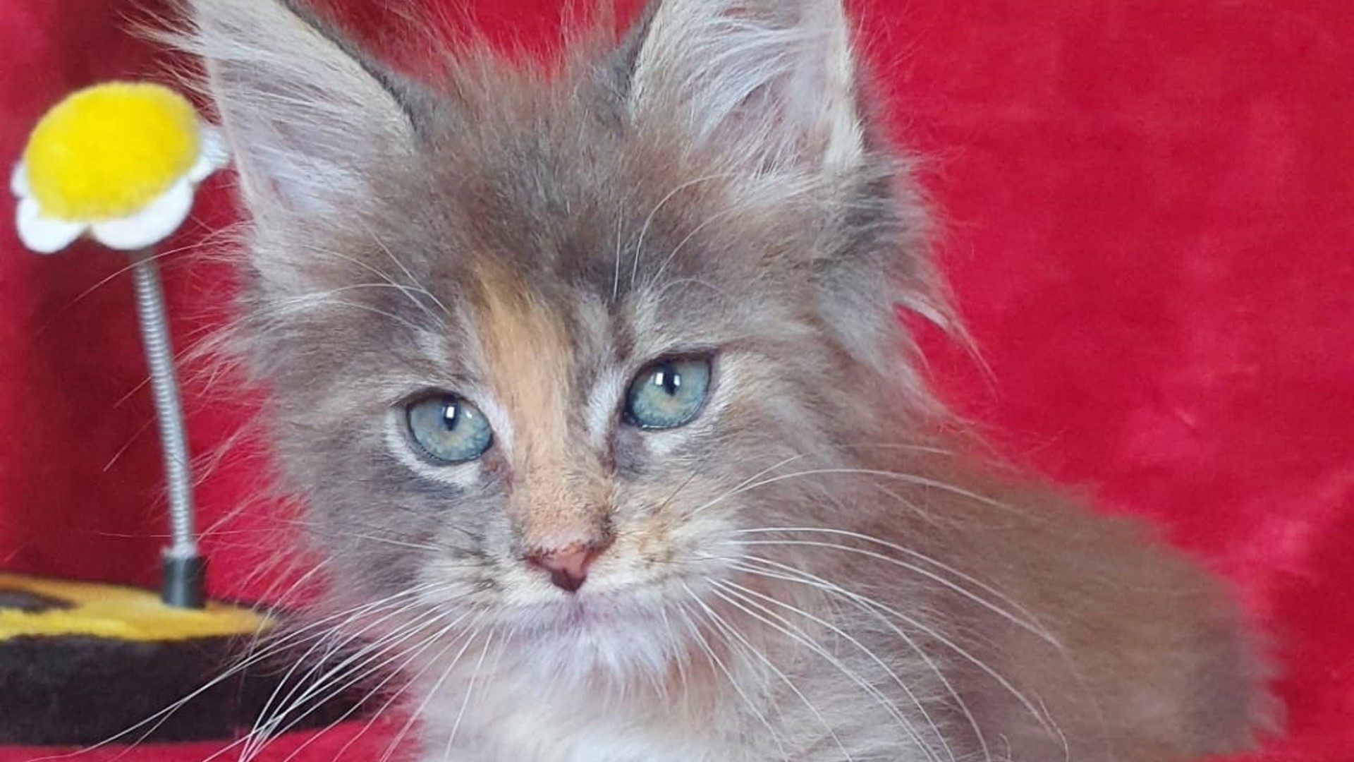 Raggiunge la massima taglia nel giro di 3/4 anni