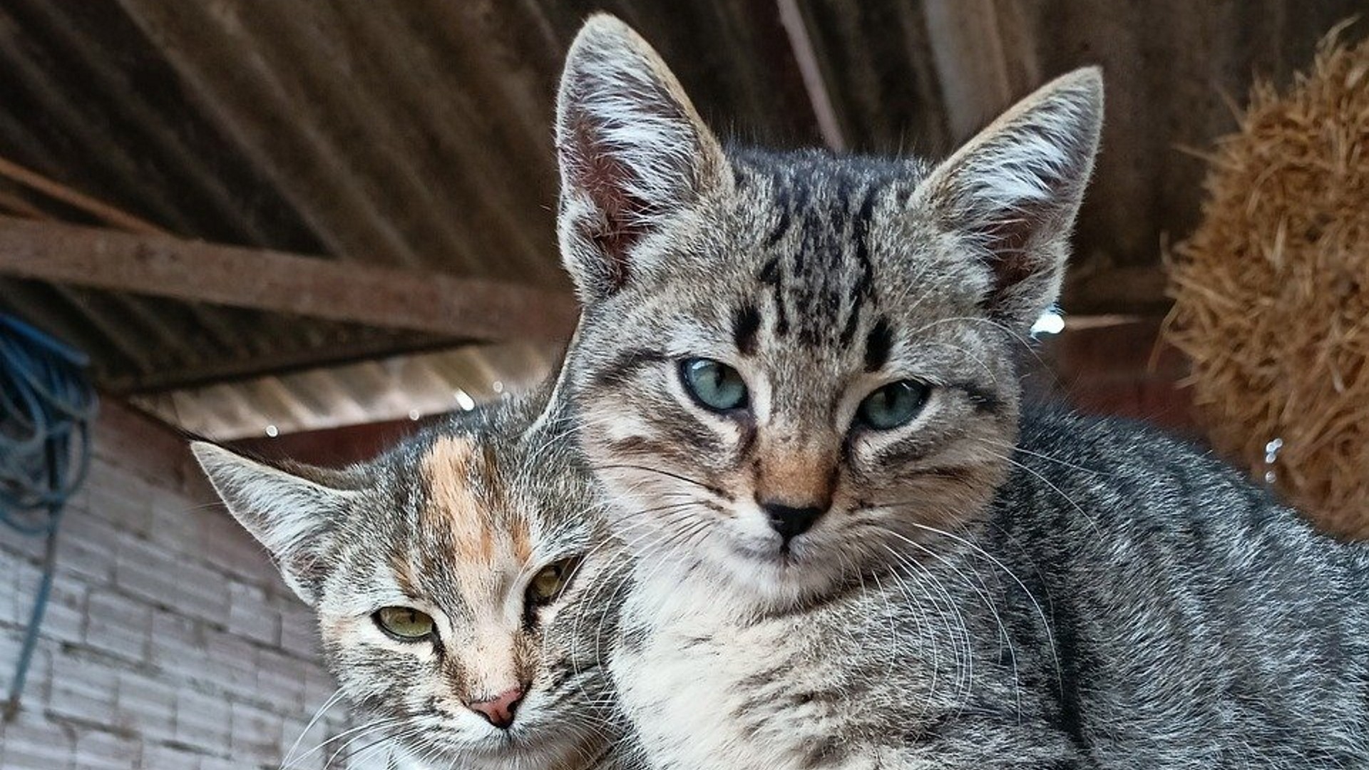 Lascia pelo per la casa, tanto pelo...