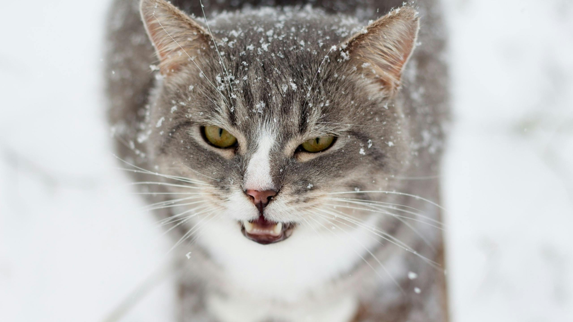 A volte il miagolio è una richiesta d'aiuto. Quando non sta bene, si lamenta