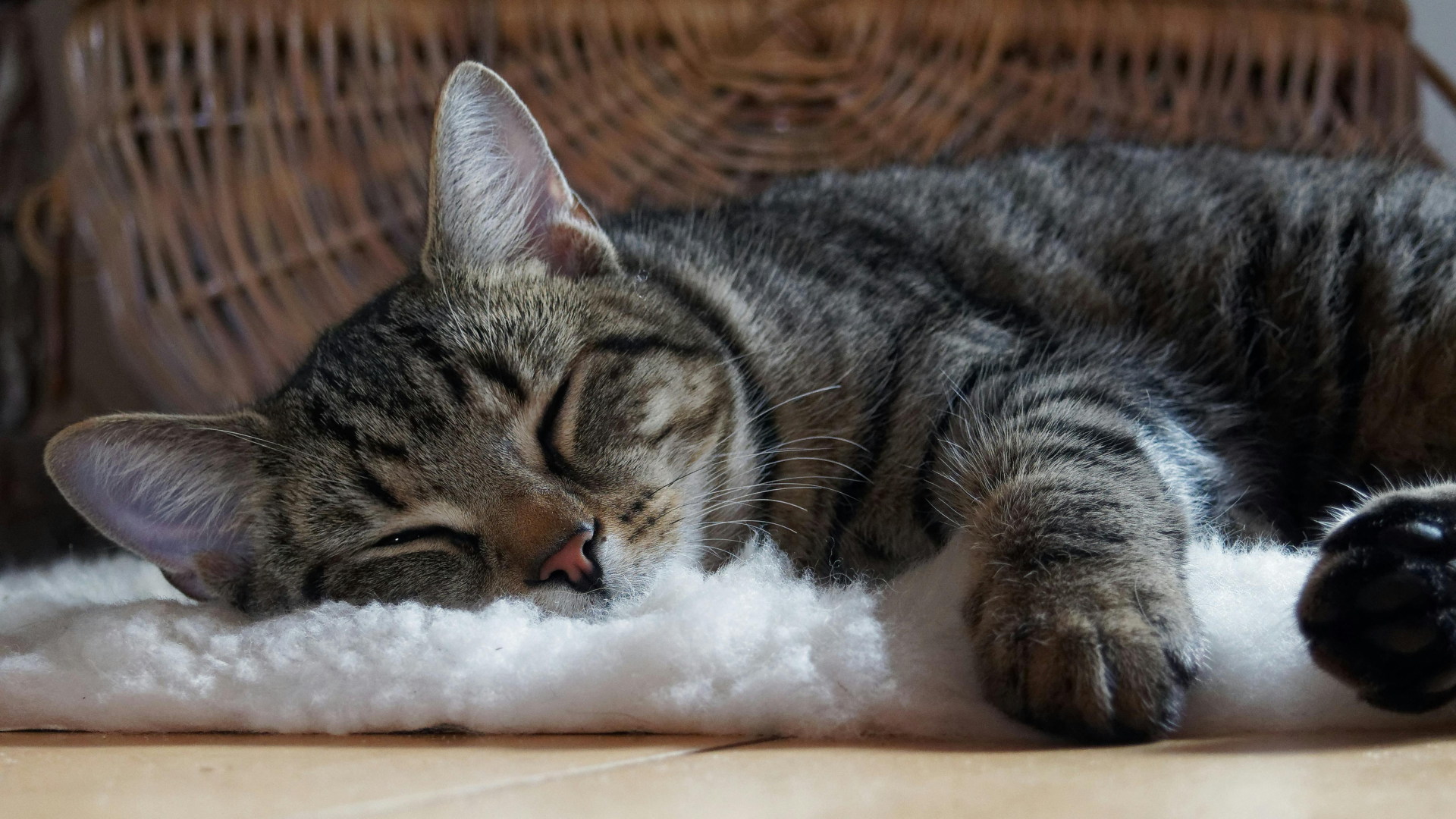 Da valutare bene il fattore allergico. Meglio testarsi prima...