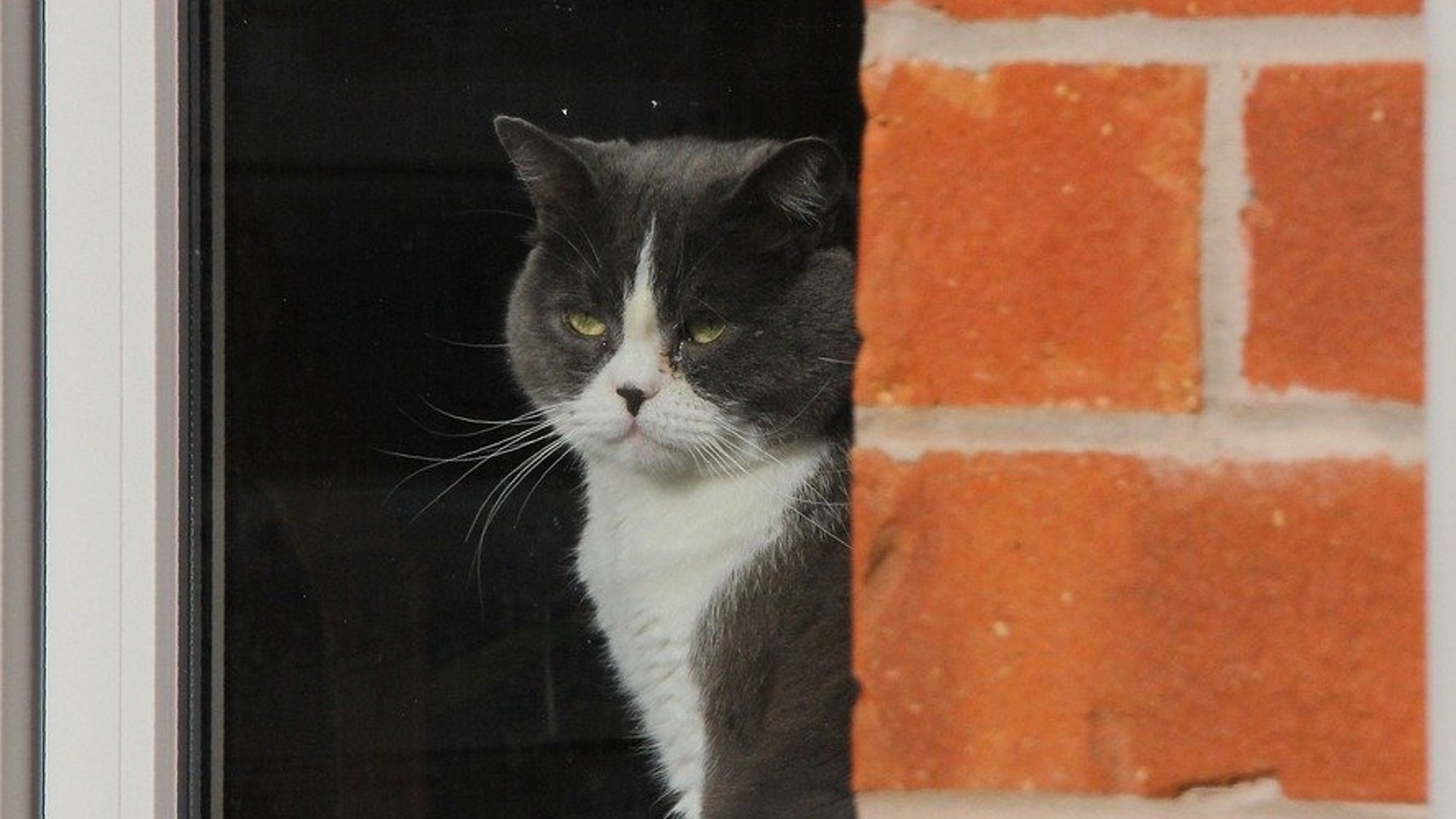 Lasciarlo da solo equivale a renderlo triste. Meglio avere un giardino dove può uscire