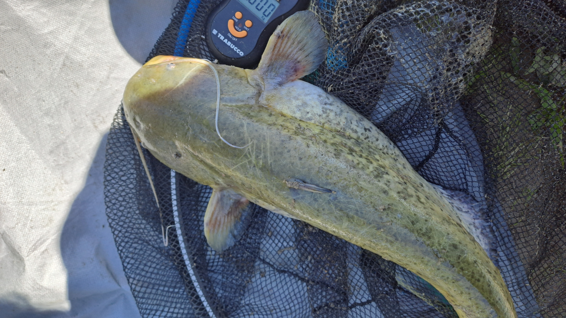 Anche da piccolo è voracissimo. Mangia di tutto e senza sosta