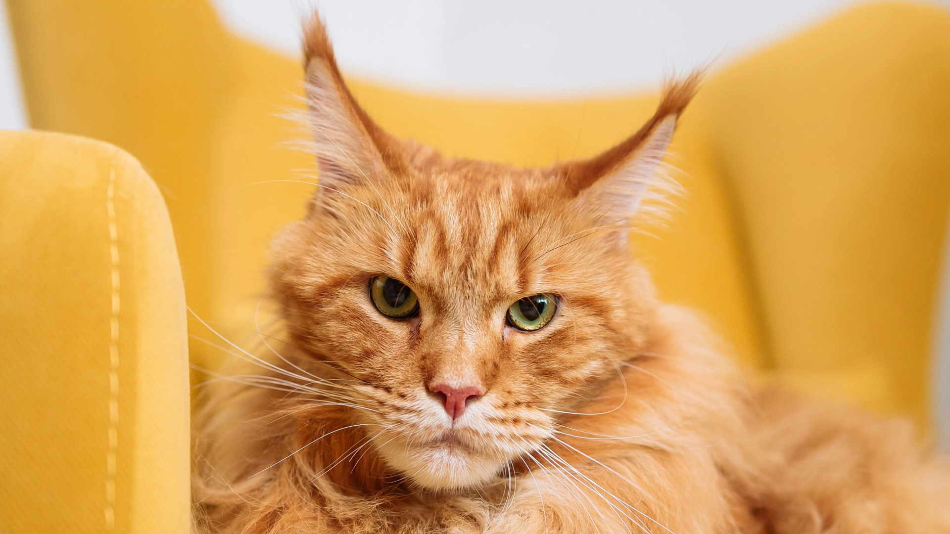L'aspettativa media del Maine Coon è di 12/15 anni ma può superare anche i 20 anni di vita