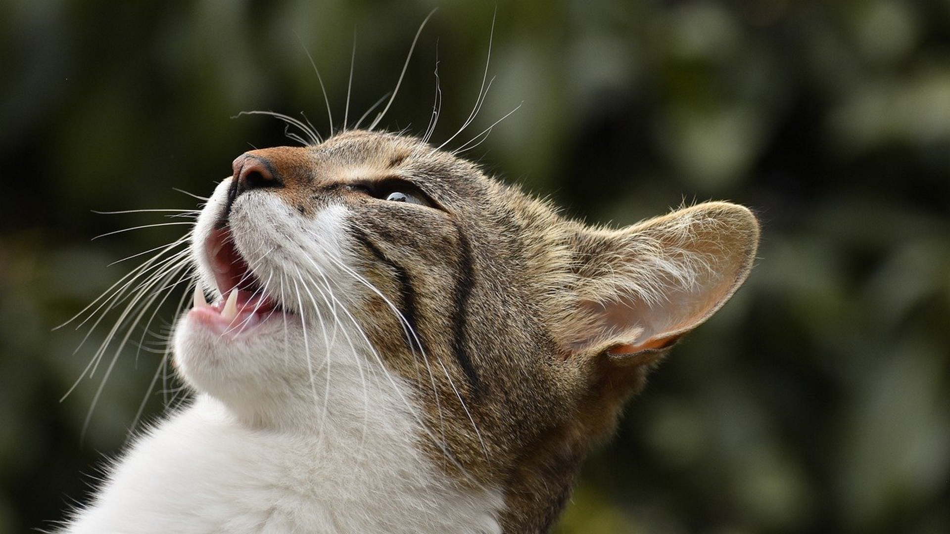 Il miagolio è il modo migliore per comunicare con gli umani