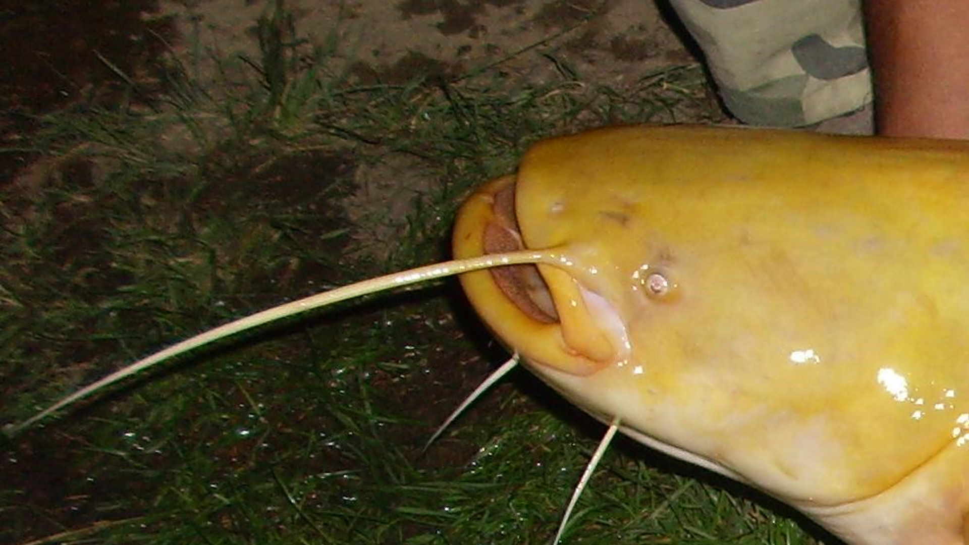 Scuro, a volte prende altre colorazioni particolari