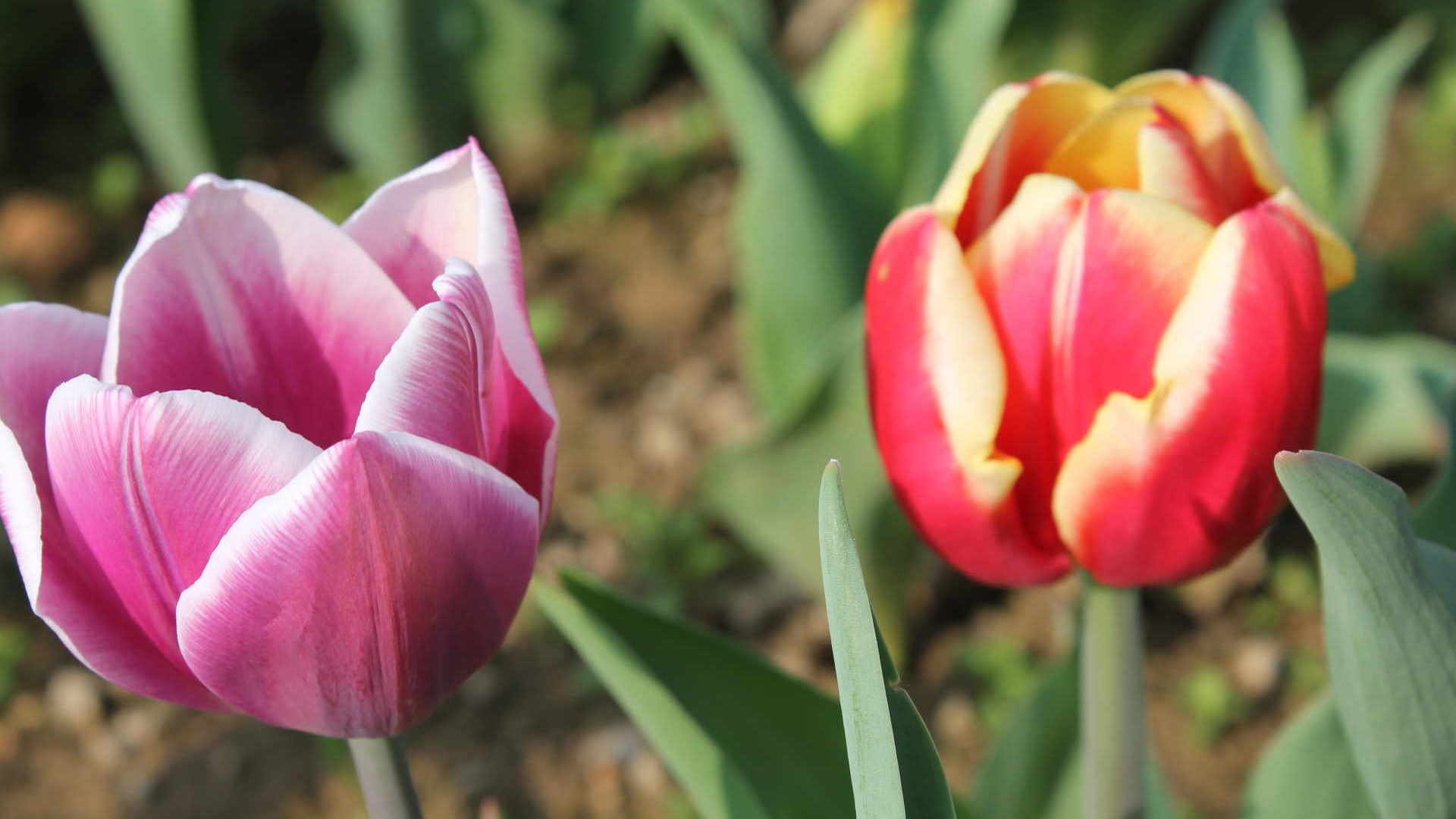 Il tulipano è un fiore speciale che torna ogni primavera...