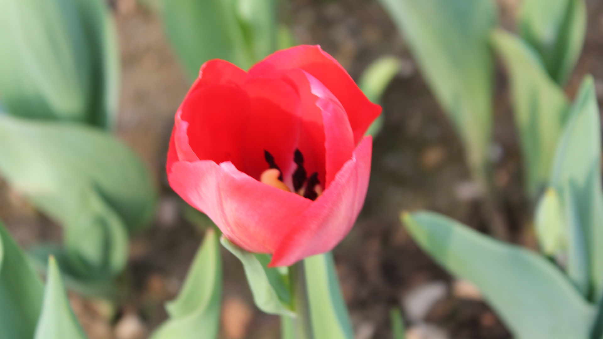 Il tulipano rosso è un simbolo di amore e passione.