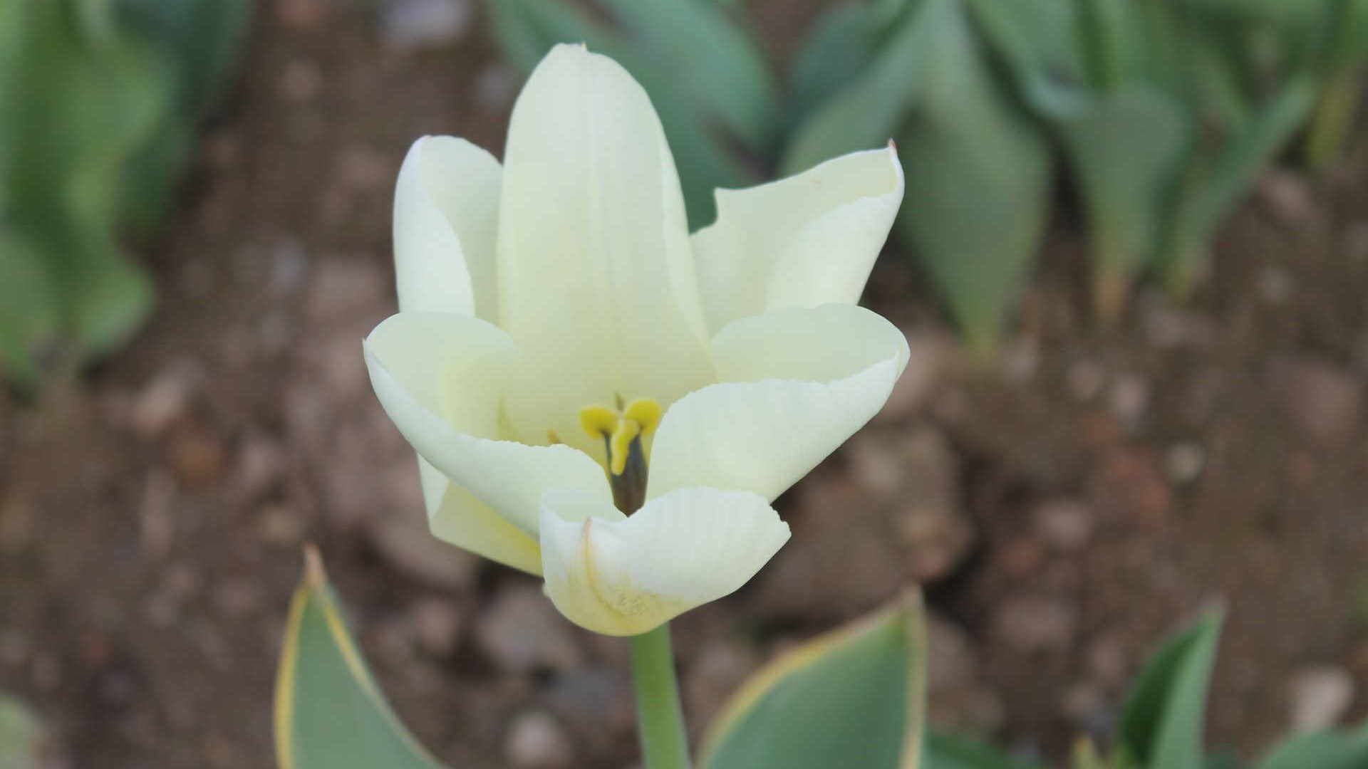 Regelare dei tulipani è un modo per dimostrare l'amore