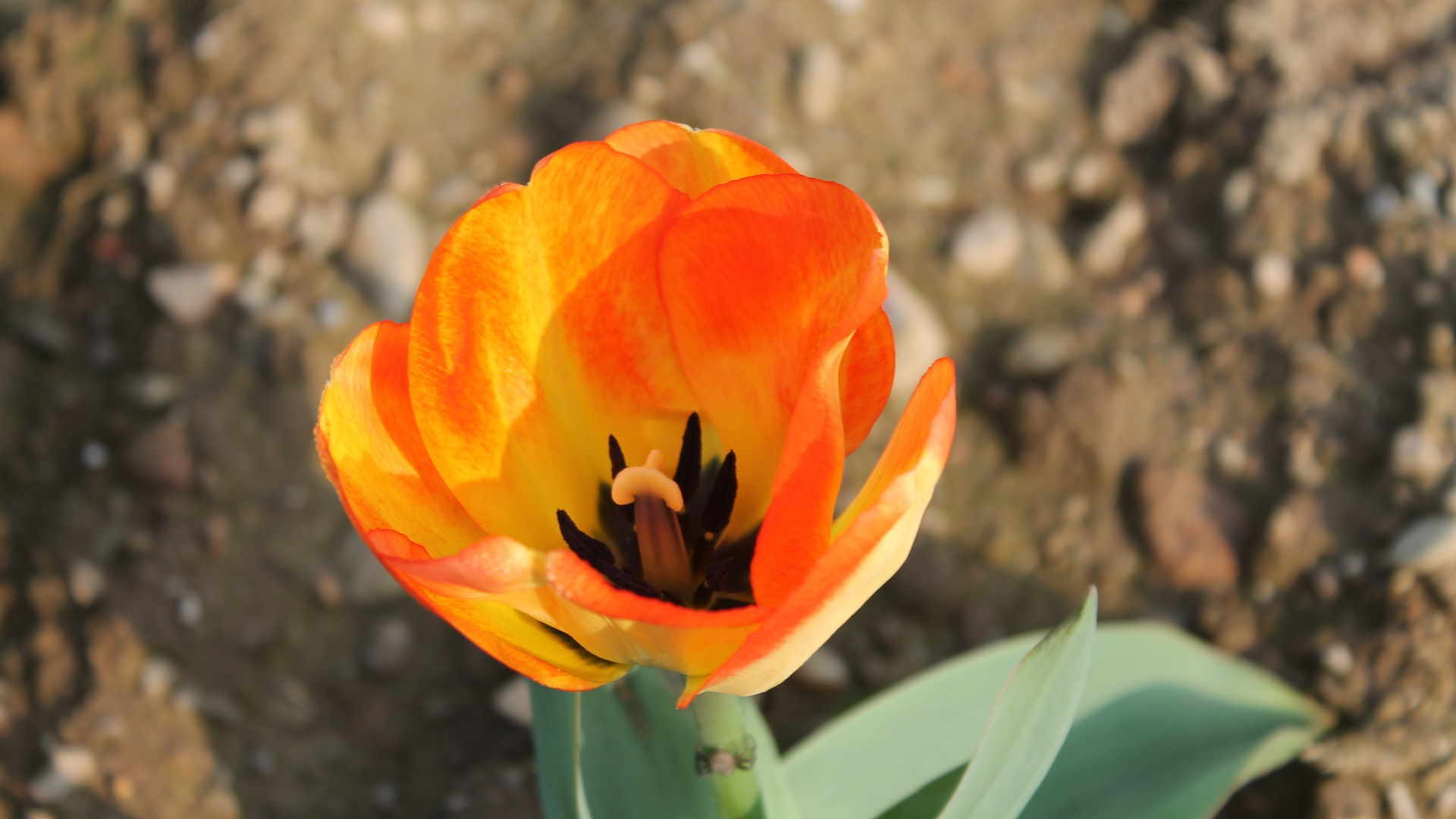 Il tulipano è il fiore che simboleggia l'amore