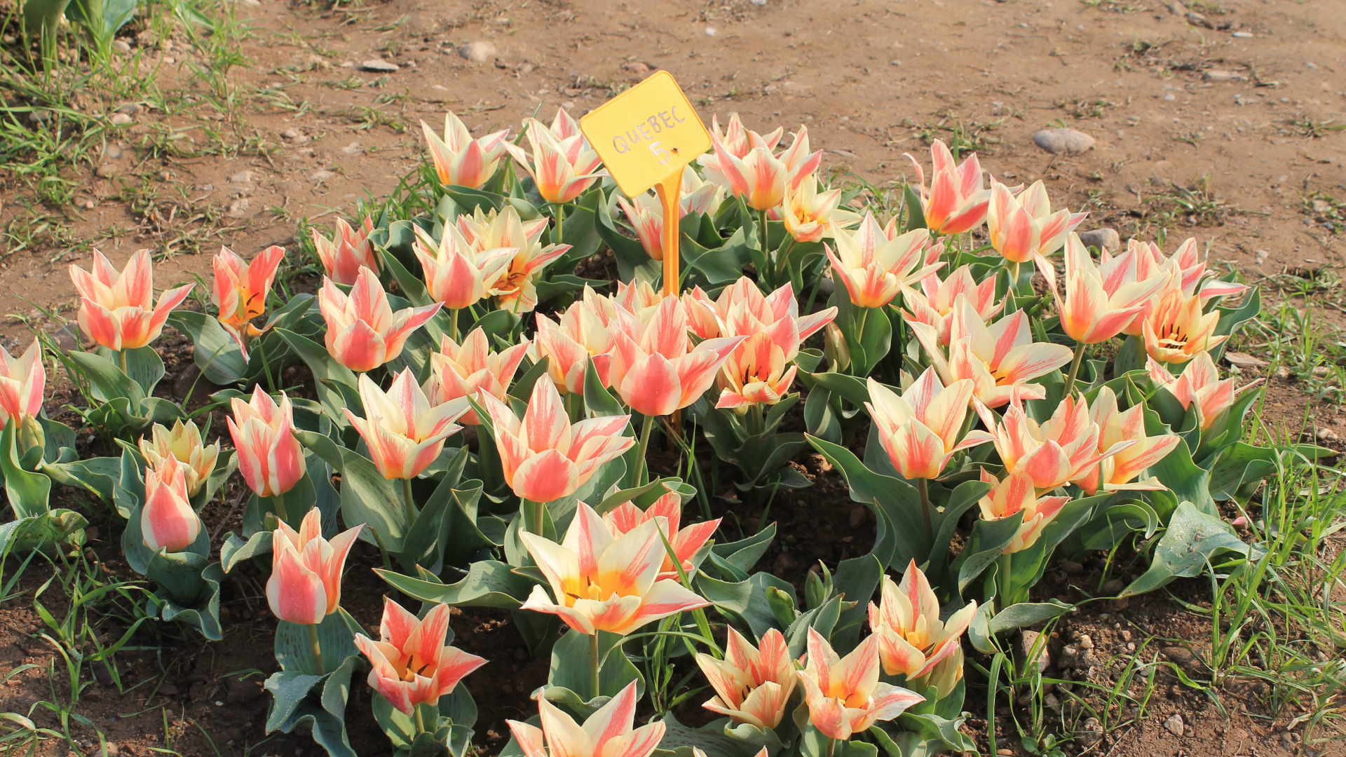 Le colorazioni del tulipano sono molteplici e splendide