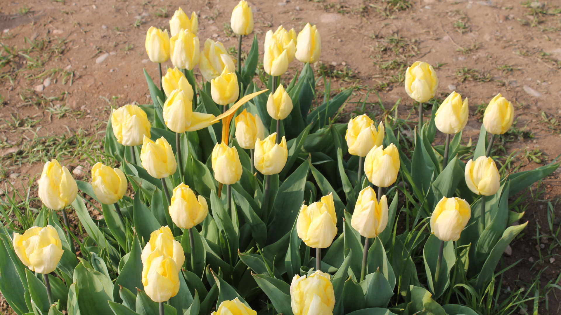 Si diffonde con i bulbilli che si formano alla base del girello