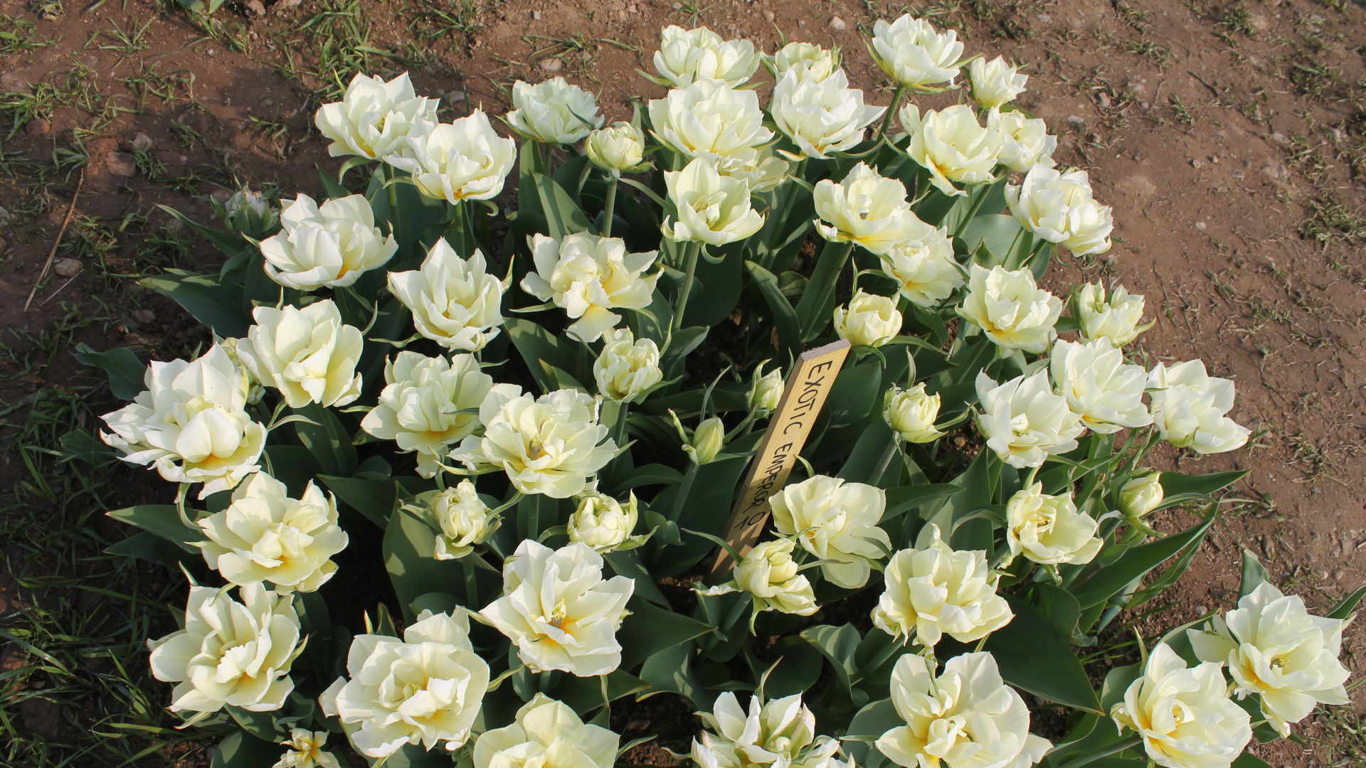 Il nome deriva dal turco tulbent che significa "turbante"