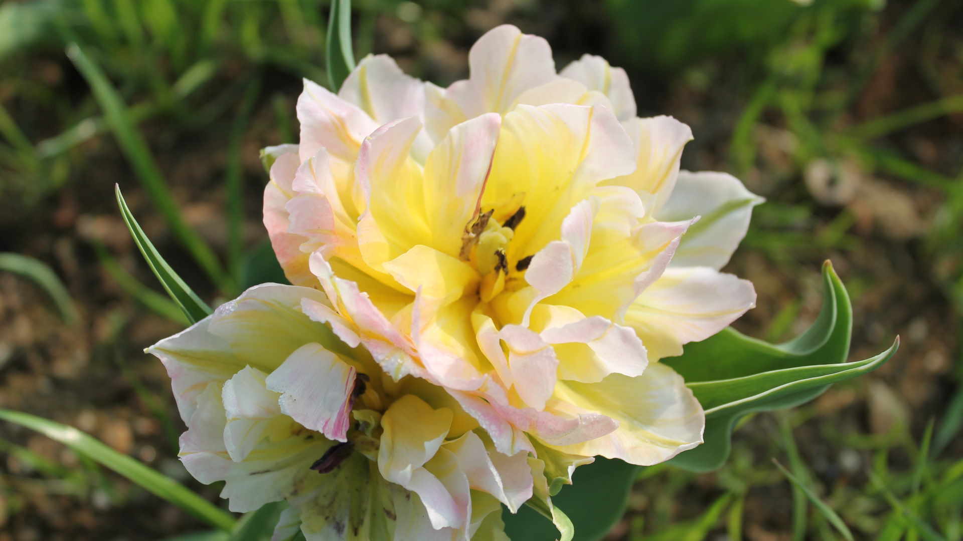 Fa parte delle specie denominate bulbose