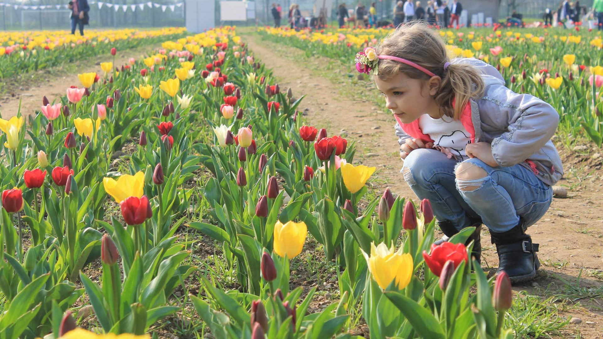 Esistono più di 100 specie di tulipano e tantissimi ibridi e incroci