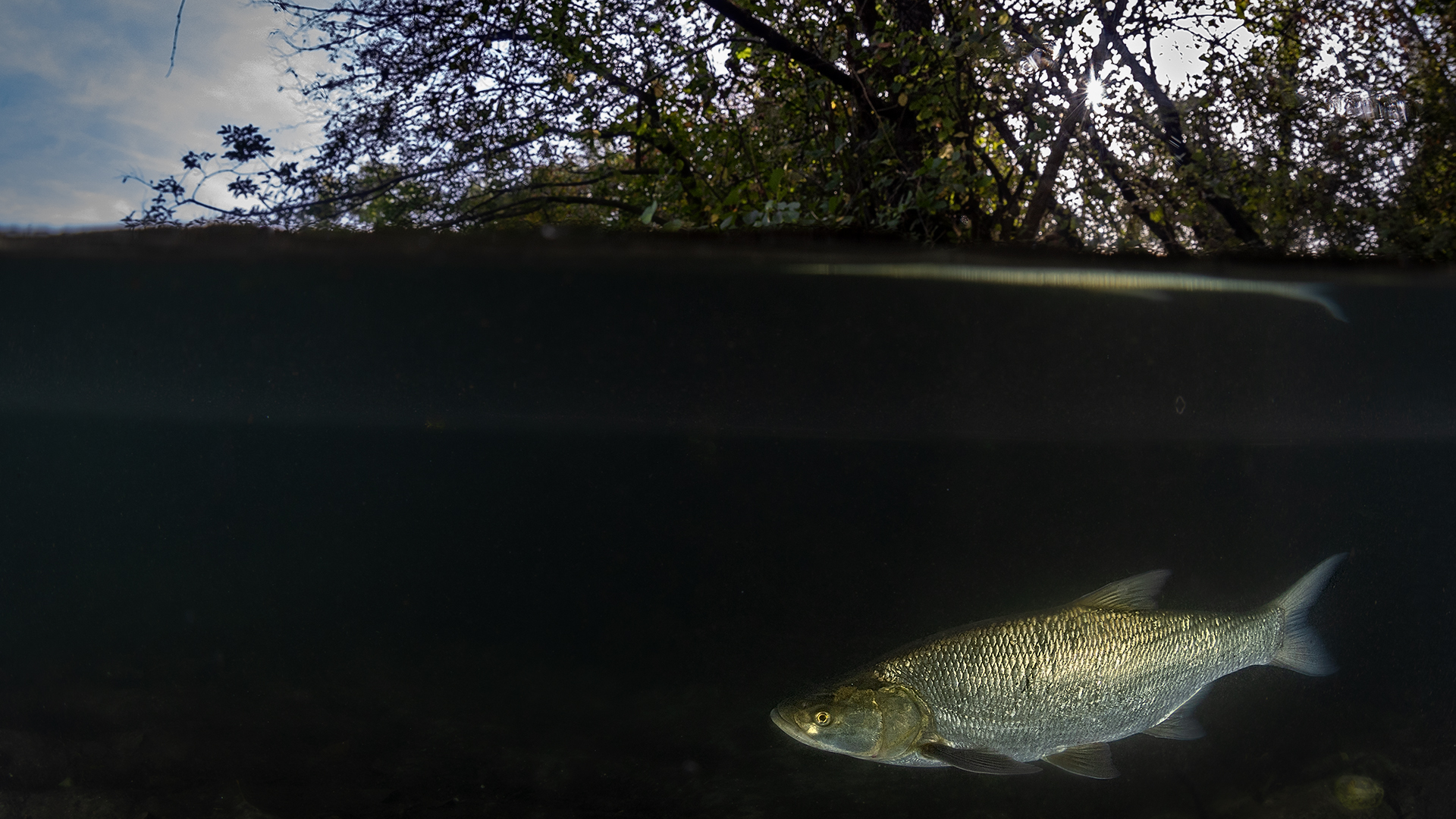 Aspio - Aspius Aspius