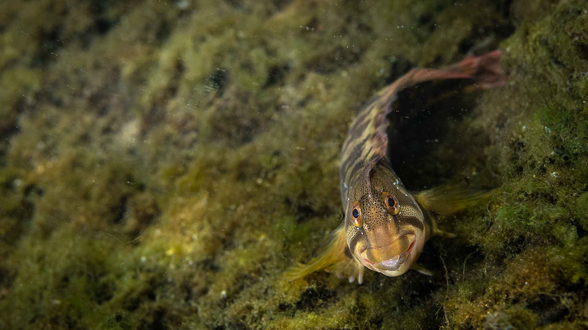 Cagnetta - Salaria Fluviatilis