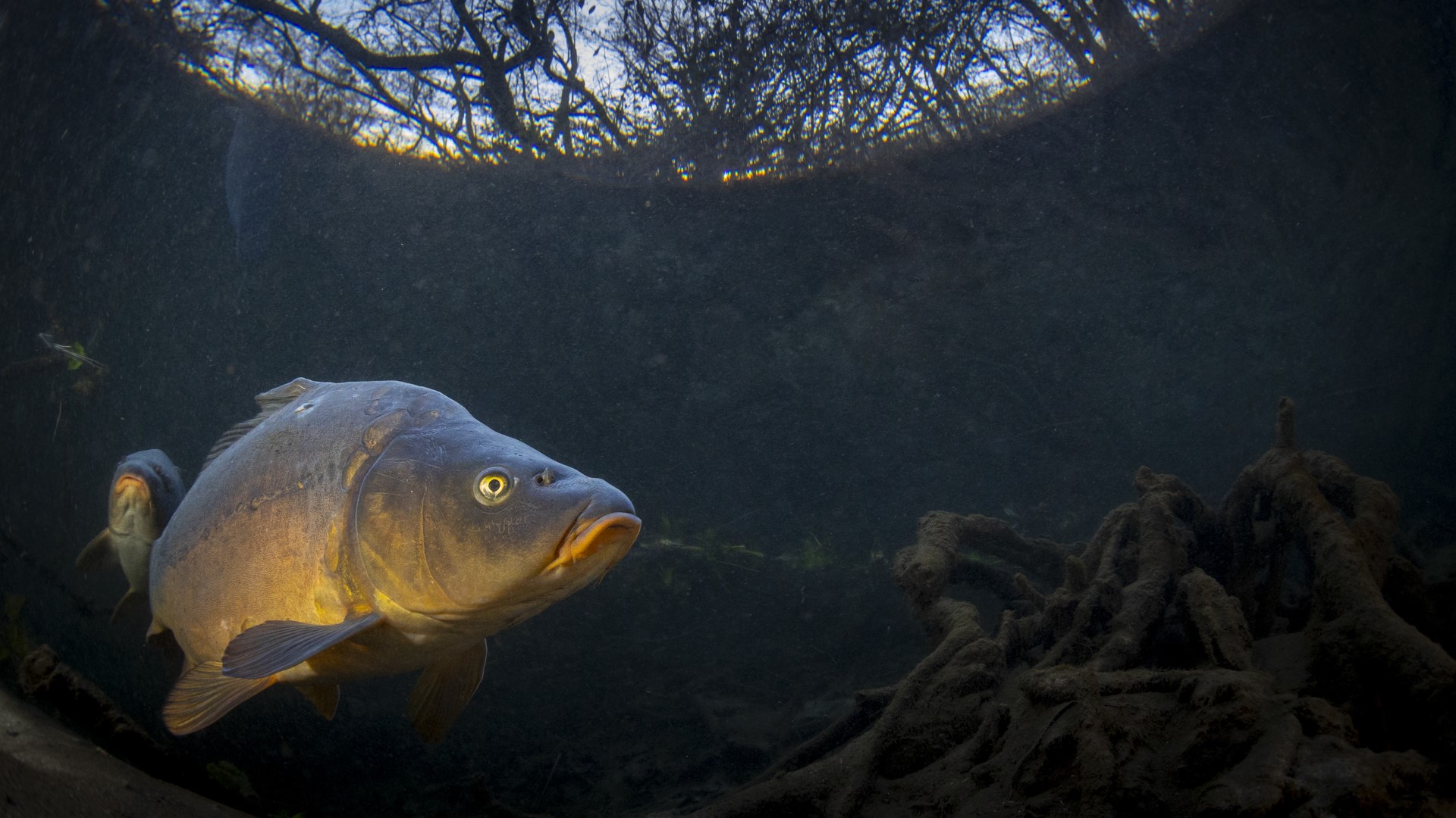 Carpa - Cyprinus Carpio