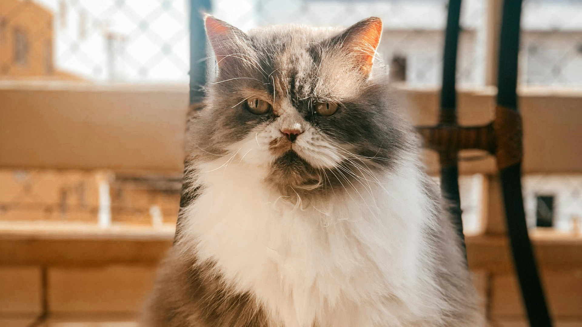 naso eccessivamente ritratto e occhi lacrimanti: i sue punti deboli