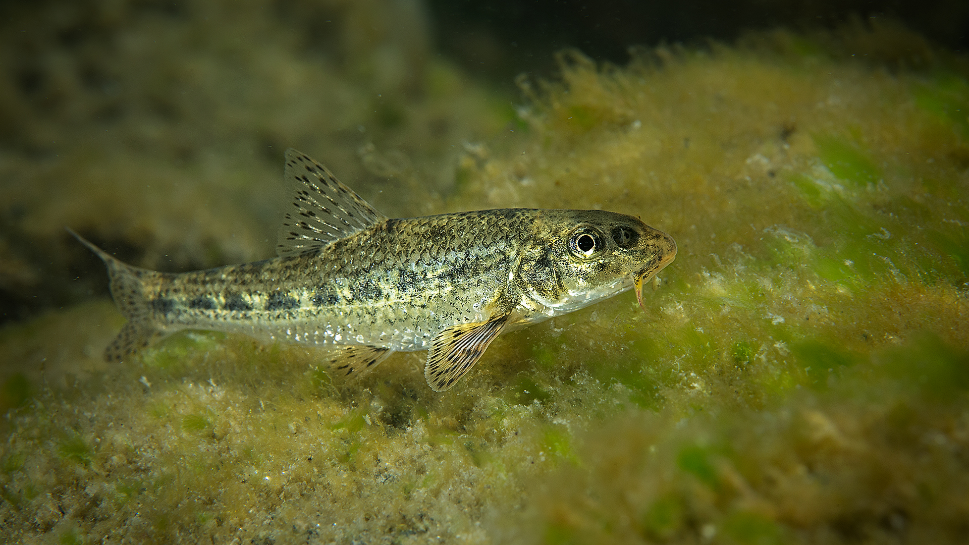 Gobione Italico - Gobio Bonacensis