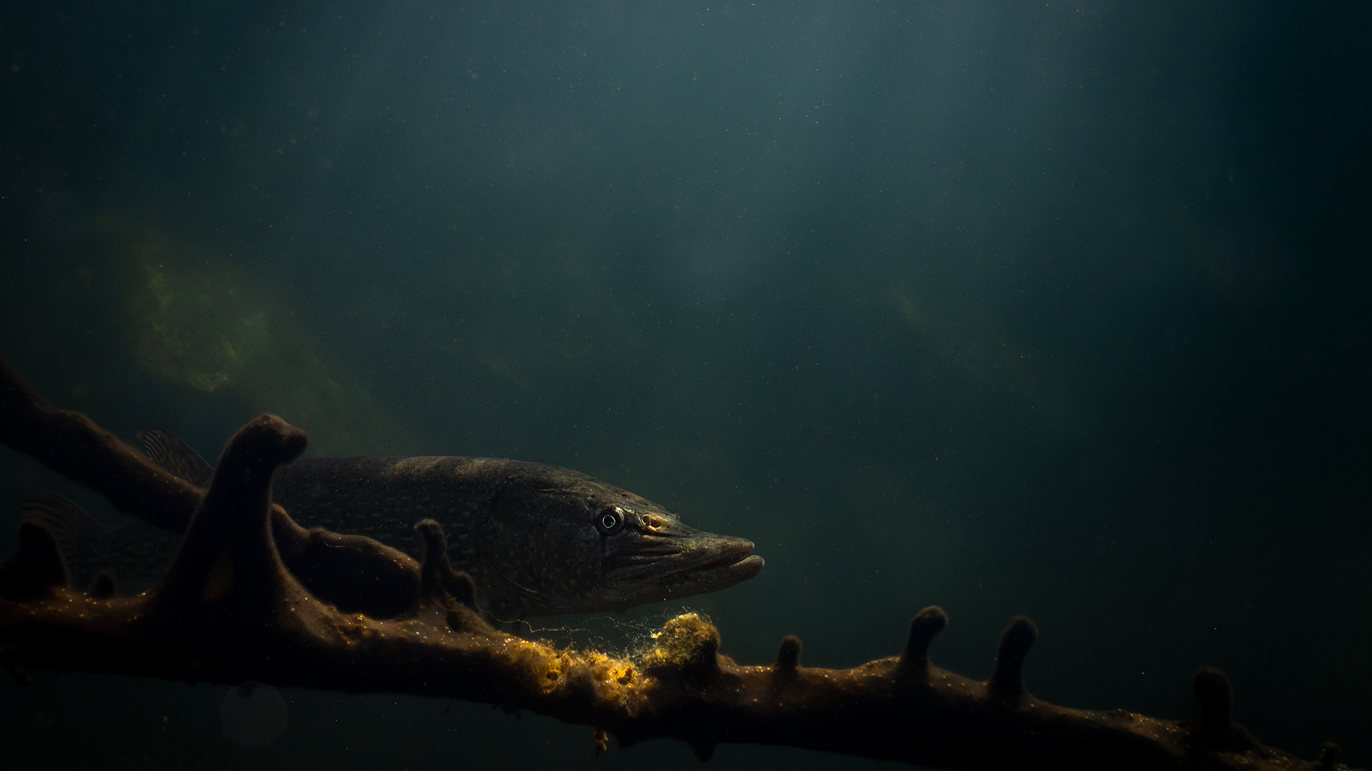 Luccio - Esox Lucius