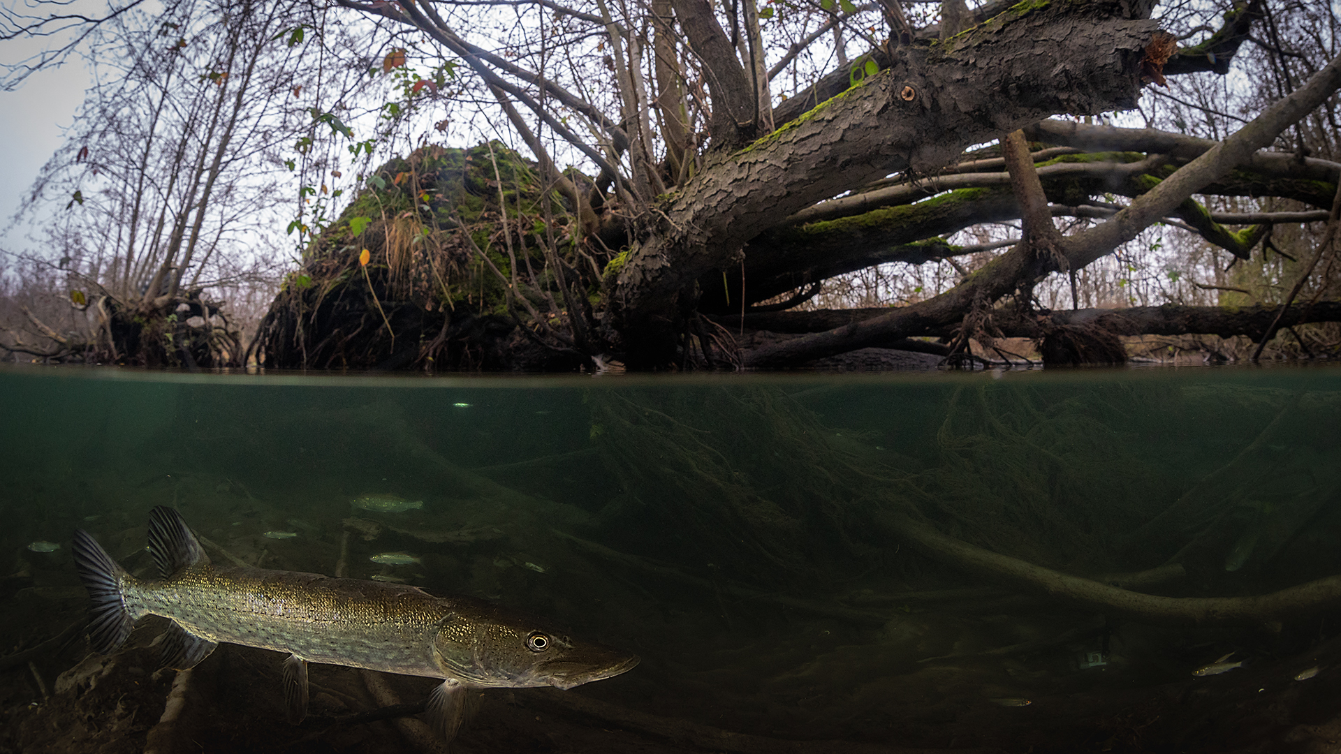 Luccio - Esox Lucius