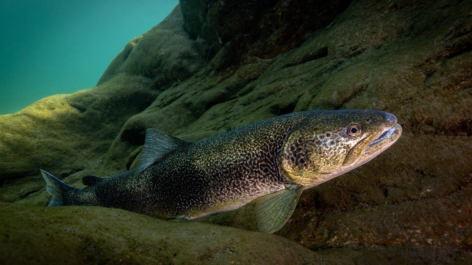 Trota Marmorata - Salmo Marmoratus