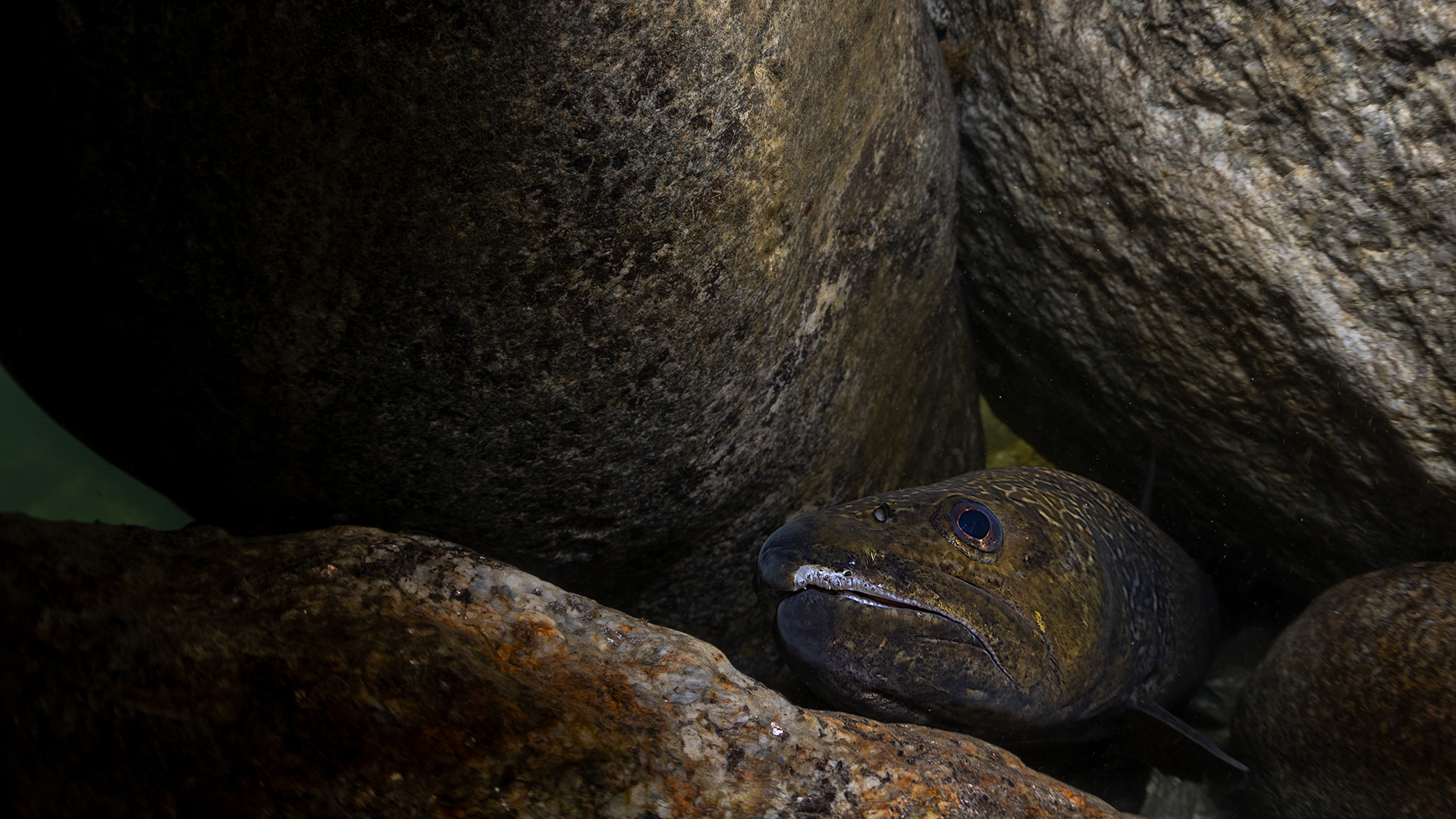 Trota Marmorata - Salmo Marmoratus