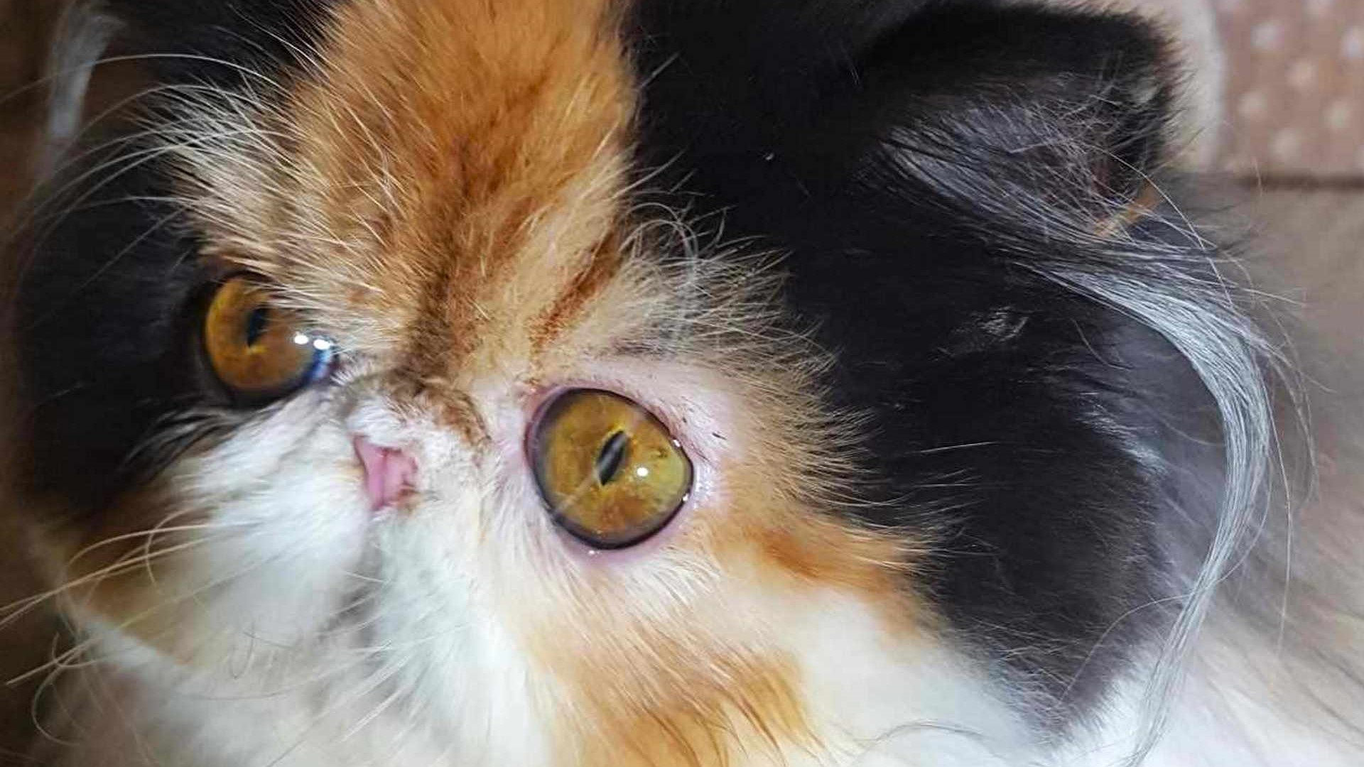 E' un gatto che tende ad ingrassare molto...