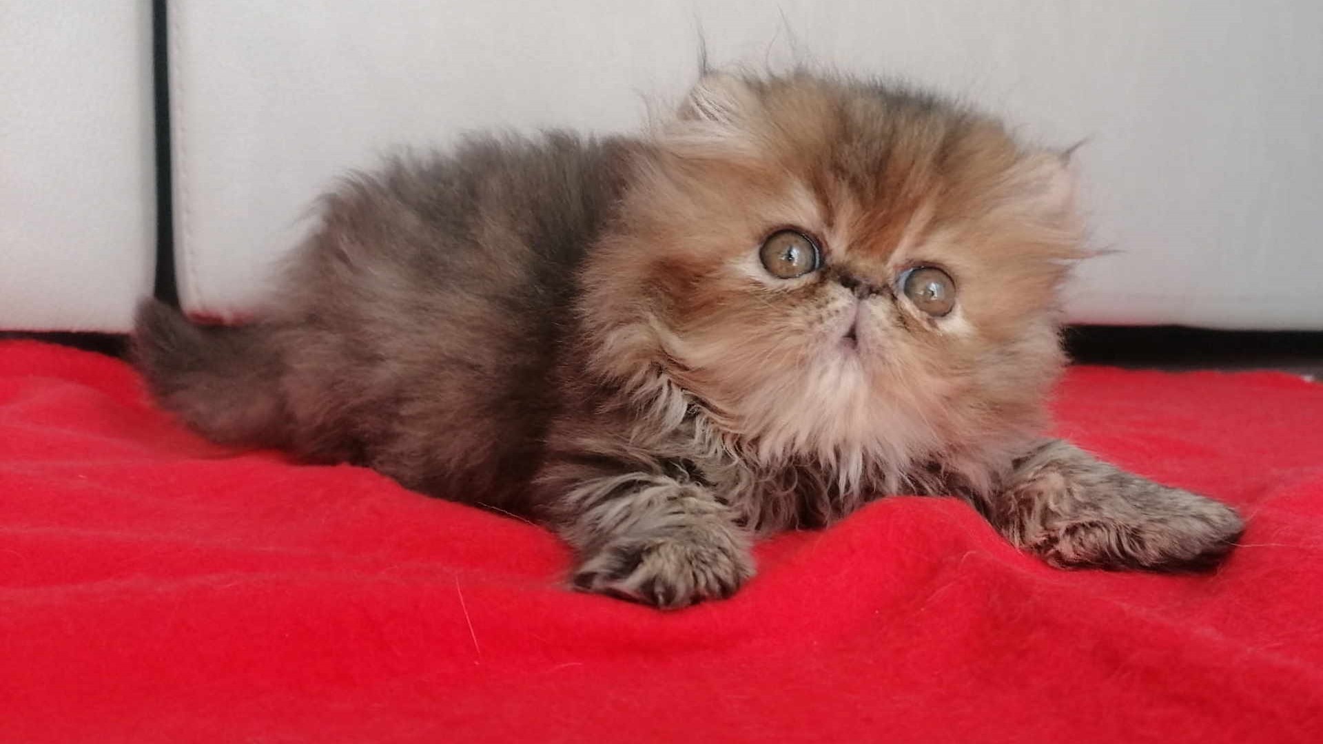 I cuccioli di gatto persiano sono molto amichevoli e giocherelloni