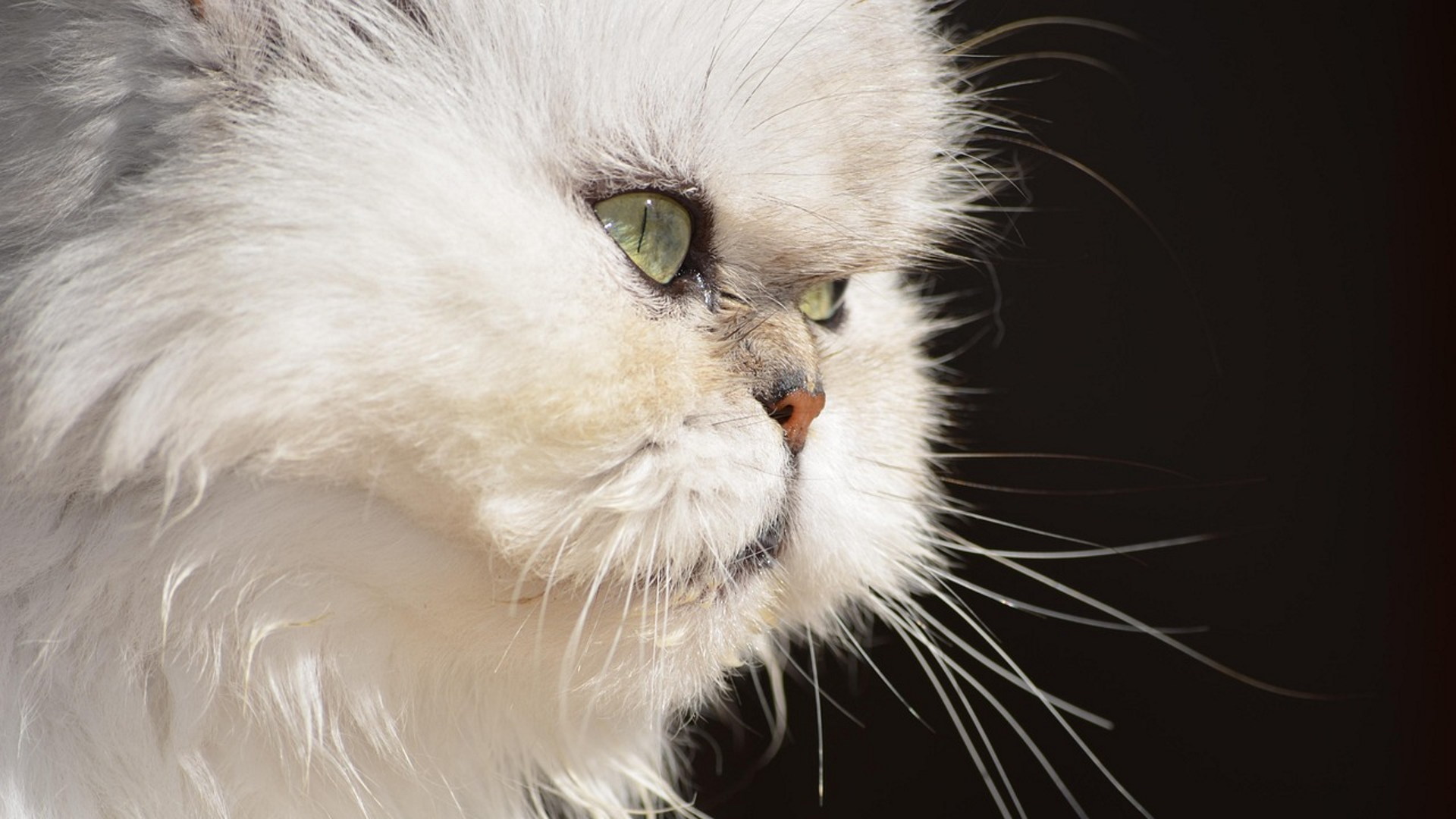 E' un incrocio, la sua storia parte dall'antica Persia