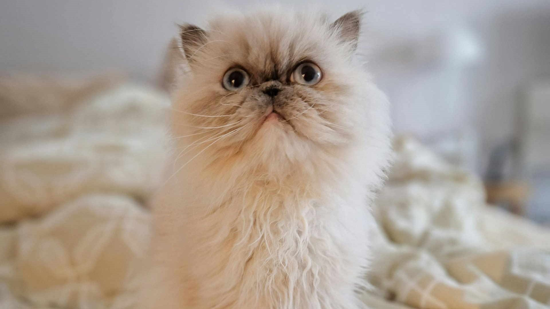 Può avere occhi di colore verde, blu, arancio o impari (uno arancio e uno blu)